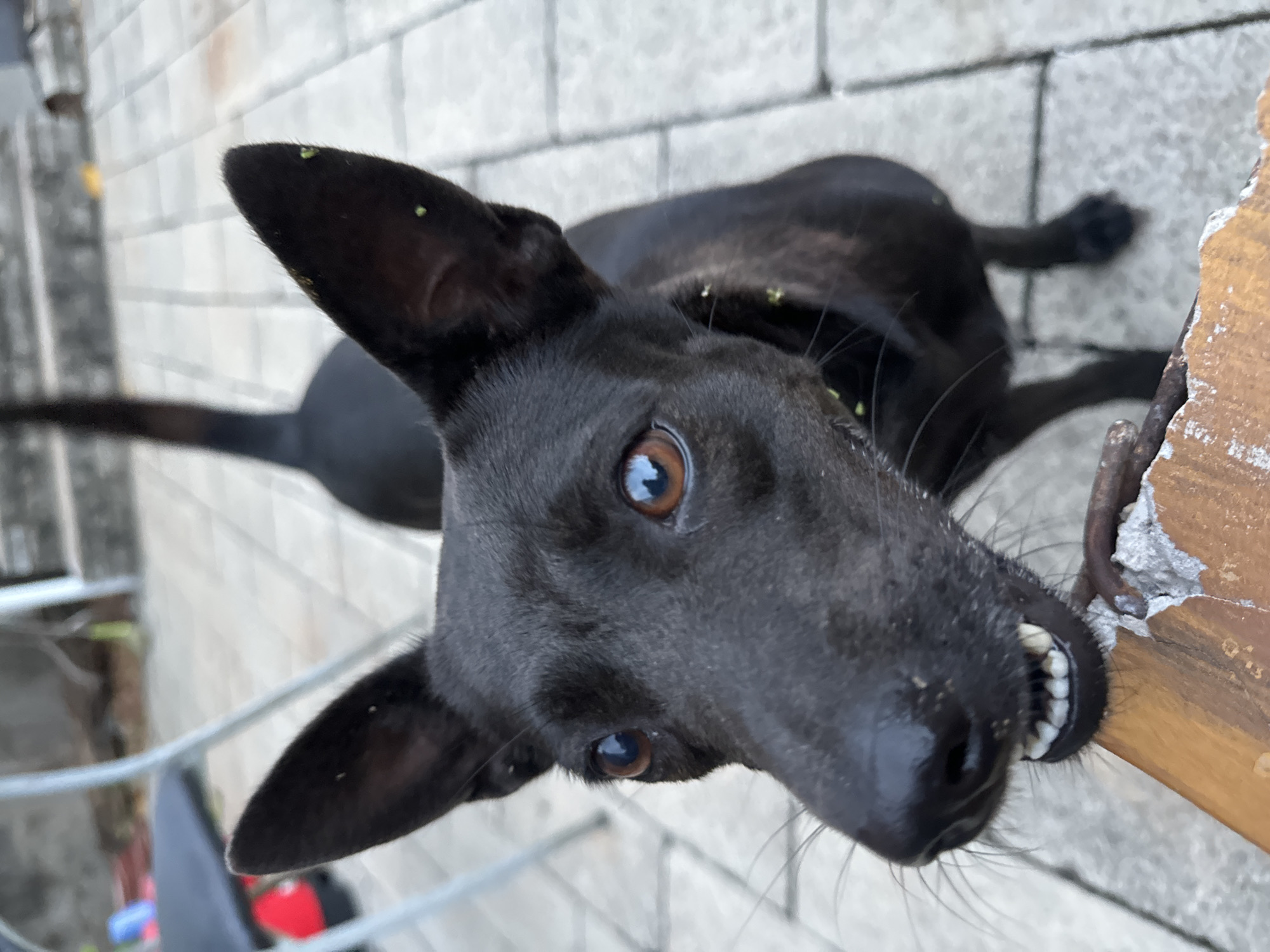 A black dog with light brown eyes is oriented vertically, looking up at the camera, and biting a wooden ledge. The dog has several small green specks on its head and ears. The background consists of grey brick tiles. The scene is situated in Mũi Né, Vietnam.