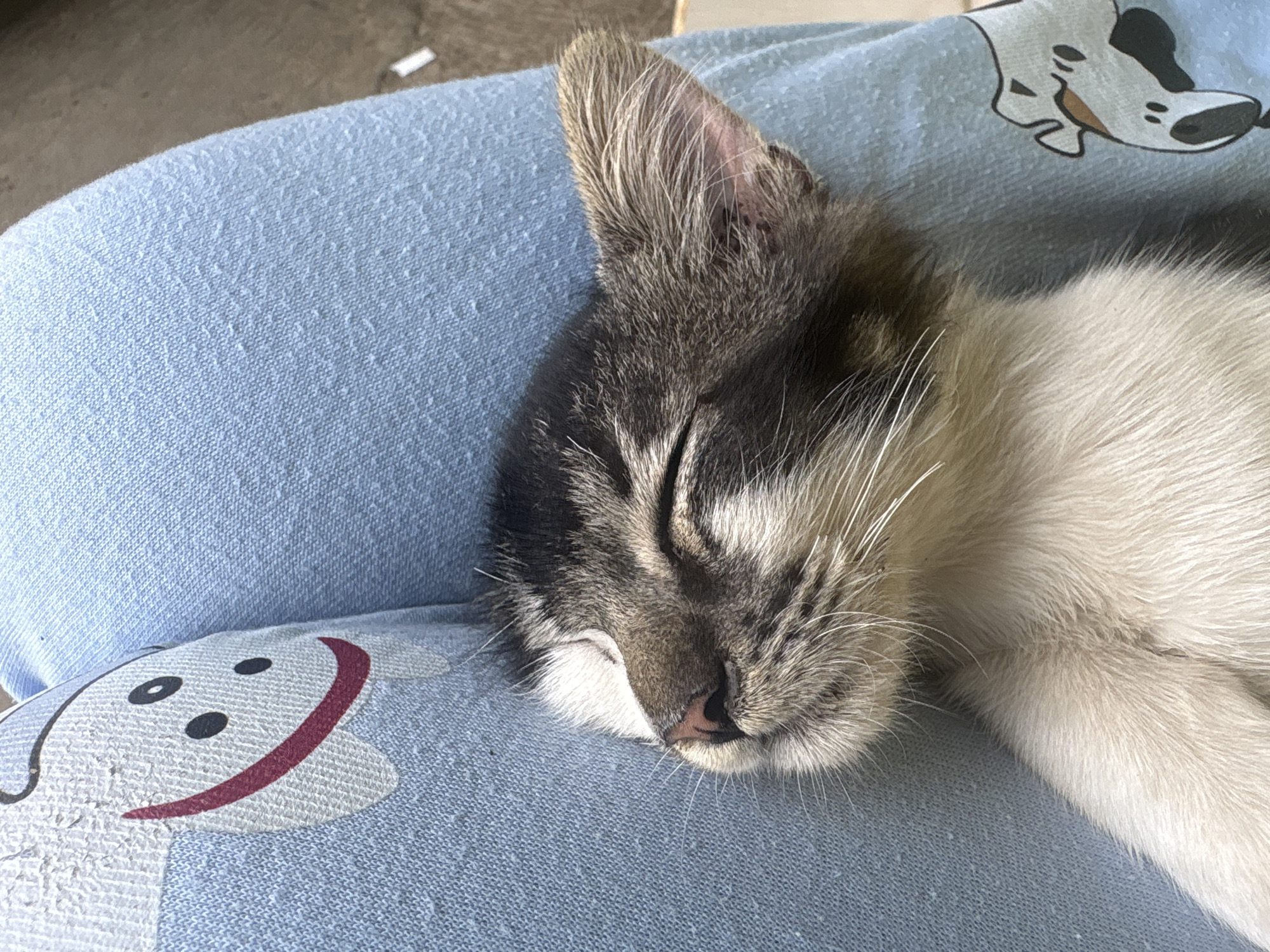 A young cat with black and white fur is sleeping on a person's lap. The cat's eyes are closed, and its head is resting on the person's light blue pants, which have a cartoonish character printed on them. The background is blurred and appears to be an outdoor setting. The image was taken in Pasirlangu, Indonesia.