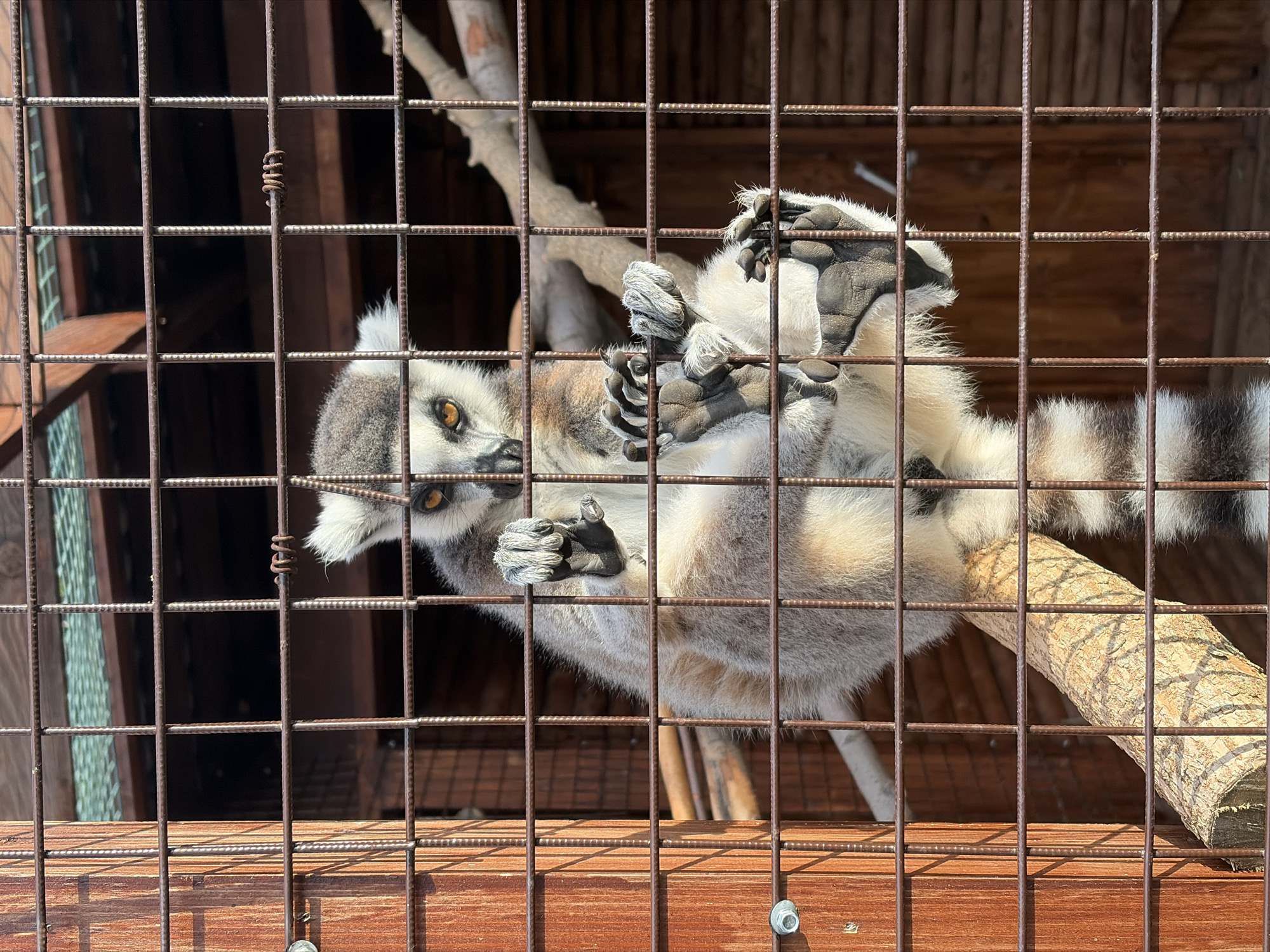 A ring-tailed lemur is seen hanging upside down from a wooden branch inside a cage. The lemur has distinctive black and white rings on its tail and grey fur with white undersides. Its large, round eyes are open, and it appears to be looking at the camera. The cage is constructed with metal bars and wooden panels. The lighting suggests it is daytime, possibly sunny. The background of the cage is dark and appears to be an indoor enclosure. There is no visible text in the image. The overall scene is a close-up view of the lemur in its enclosure.