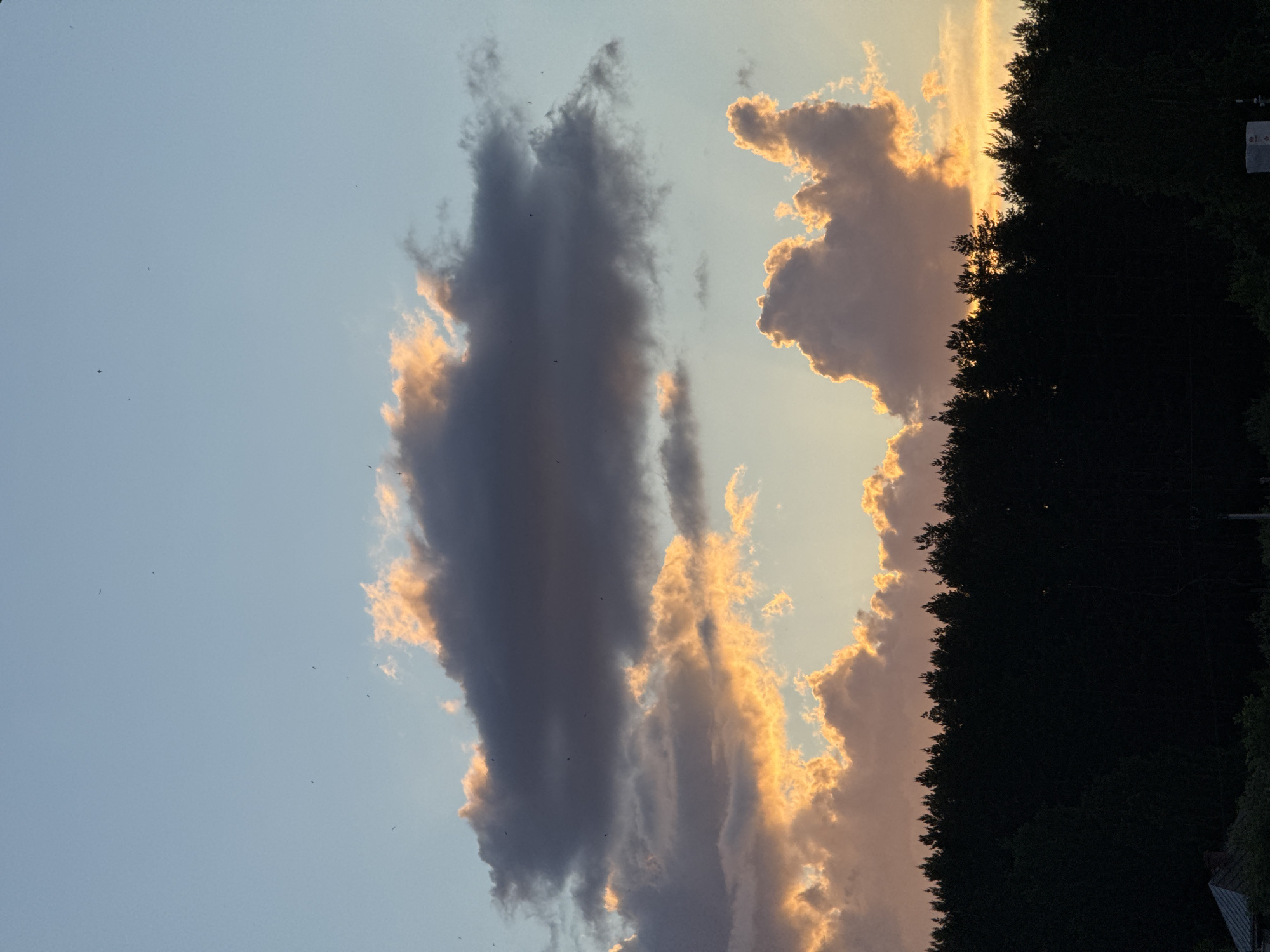The image displays a serene sunset or late afternoon sky, viewed above a dense tree line. The sky is largely clear and light blue in the upper left quadrant, gradually transitioning to warmer tones of golden orange and soft pink towards the right and bottom, where the sun's light catches the clouds.
Two prominent cloud masses are visible. A large, elongated, dark greyish-blue cloud occupies the left-center of the sky, appearing thick and voluminous. To its right, and illuminating its edges, are numerous brighter, more scattered clouds, intensely lit by the setting sun. These clouds glow in vibrant shades of orange, gold, and light pink, creating a striking contrast against the darker cloud and the pale blue sky.
Across the entire bottom of the frame, a dense line of trees forms a dark silhouette, suggesting a forest or heavily wooded area. The trees appear almost black, absorbing the light, while the upper edges catch faint hints of the golden sky. In the bottom right corner, a small portion of a building's roof is visible, peeking out from behind the trees. Scattered across the sky, particularly in the clearer blue areas and around the clouds, are numerous tiny dark specks, indicative of birds or insects in flight.
The scene conveys a peaceful atmosphere as day transitions to evening. No visible text is present in the image. The setting appears to be a natural, possibly rural or forested landscape.
