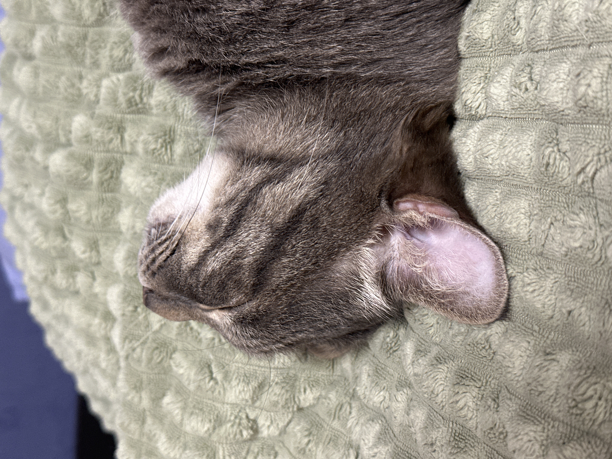 A close-up photograph shows the head of a gray tabby cat resting on a soft, textured light-green blanket. The cat is lying on its side, with its ear visible and pressed against the blanket. The cat's fur has a mixture of gray and dark brown stripes. The texture of the blanket is visible, with a pattern of small ridges or loops. There are no other objects or people visible in the image. The location is unknown.