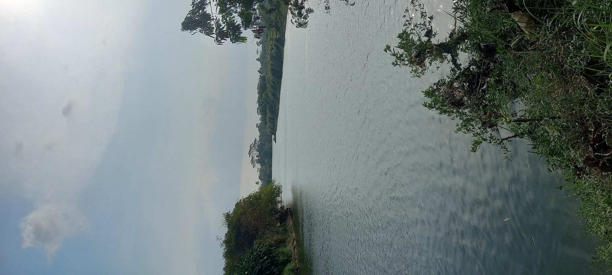 A wide, calm river flows through a landscape of dense green foliage under a pale blue, partly cloudy sky. The river occupies the majority of the frame, with its surface reflecting the sky and appearing a muted grey-blue with subtle ripples. On the left bank, thick vegetation with trees and large leaves crowds the water's edge. The right bank is similarly covered in lush green plants, with some branches of a leafy tree extending into the foreground from the upper right. In the distance, the river bends, with a line of trees and what appear to be some structures or a small settlement visible on the horizon. The overall impression is a serene, natural scene in Sidamulya, Indonesia, likely in a rural or semi-rural area.