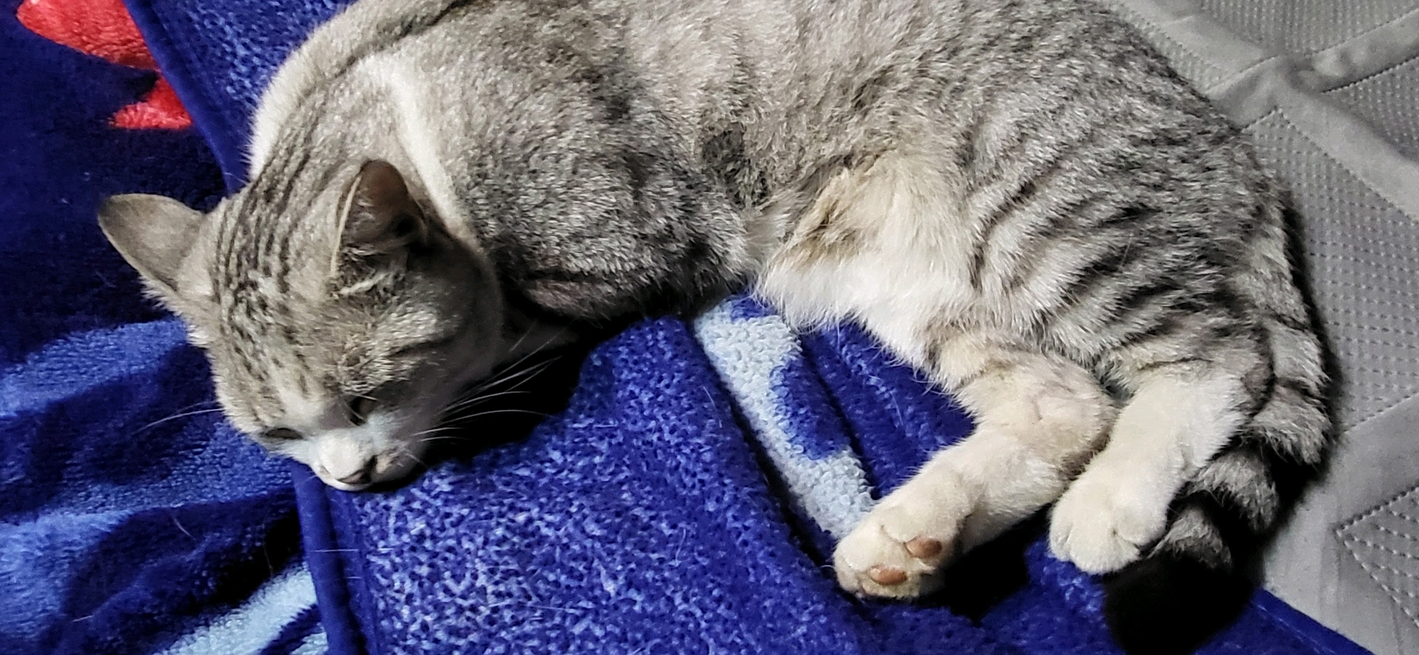 A tabby cat sleeps on a blue and white striped blanket. The cat is mostly grey with black stripes. Its eyes are closed and its head is resting on the blanket. The blanket is on top of a gray surface.