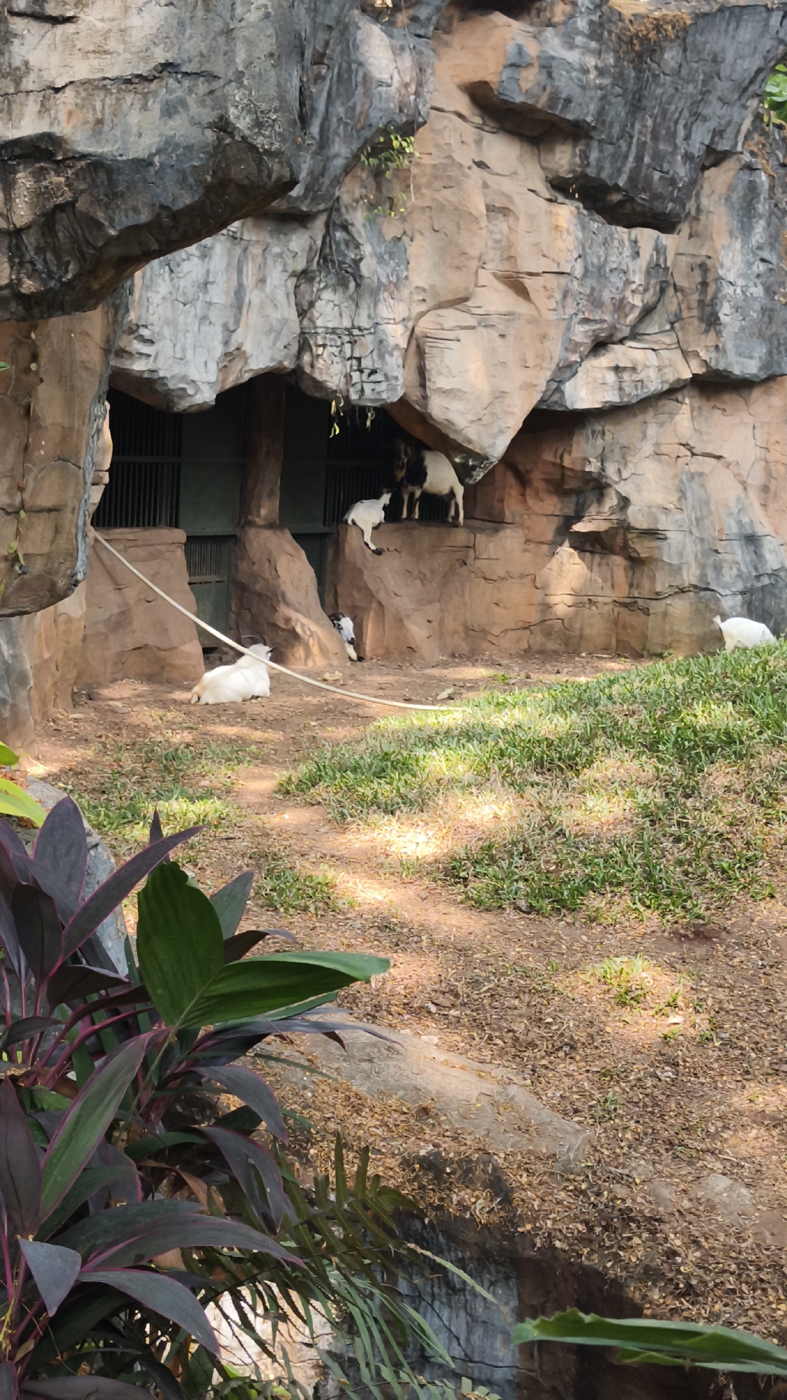 The image depicts a rocky enclosure with several goats. In the foreground, a white goat is lying down on the ground. Further back, a goat stands on a ledge, and another white goat is positioned behind it. Two more goats are visible near the entrance of a cave-like structure, one white and one dark-colored. The environment consists of rough, brown rock formations, sparse green grass, and patches of dry leaves scattered on the ground. The overall scene suggests an animal enclosure, possibly at a zoo or sanctuary. The image appears to have been taken in South Jakarta, Indonesia.