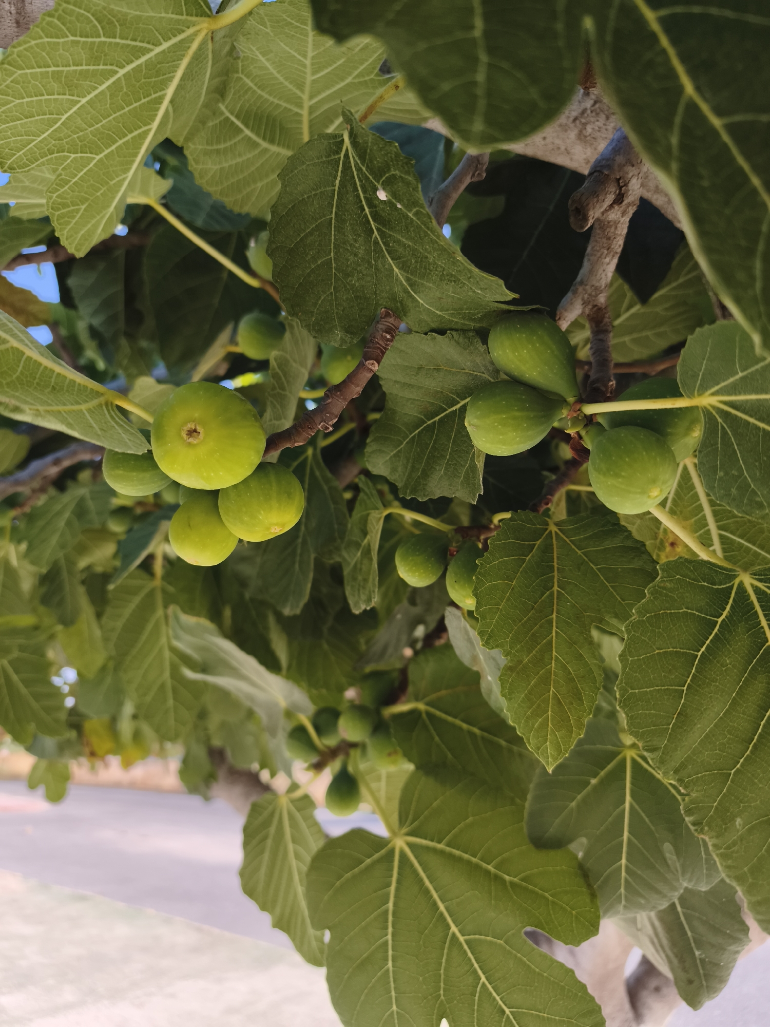 The image displays a close-up view of a fig tree branch laden with unripe green figs. The figs are clustered together, varying slightly in size and shape. Lush green fig leaves, characterized by their prominent veins and lobed structure, surround the fruit. The background is blurred, showing what appears to be a paved area and some foliage, suggesting an outdoor setting. The lighting indicates it is daytime, with sunlight filtering through the leaves, creating dappled shadows. No people or animals are visible.
The image has been geolocated to Torrevieja, Spain. This likely depicts a fig tree in a garden, park, or along a street within the city.