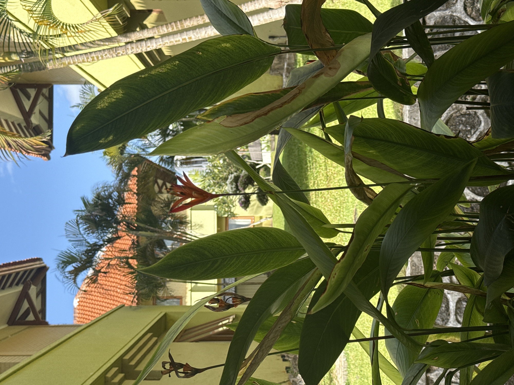 In Kuta Selatan, Indonesia, an outdoor scene is captured with a focus on lush green foliage in the foreground, obscuring much of the background. The plants feature large, elongated leaves with prominent venation and some signs of browning and damage on older leaves. Peeking through the greenery, a bright red and yellow flower, likely a Heliconia, is visible in the center-right. Behind the plants, a bright yellow building with a textured roofline and wooden eaves is partially visible, suggesting a tropical resort or hotel. Further in the background, a terracotta-tiled roof and palm trees are seen against a clear blue sky. The overall impression is one of a tropical environment, possibly a garden area adjacent to accommodation.