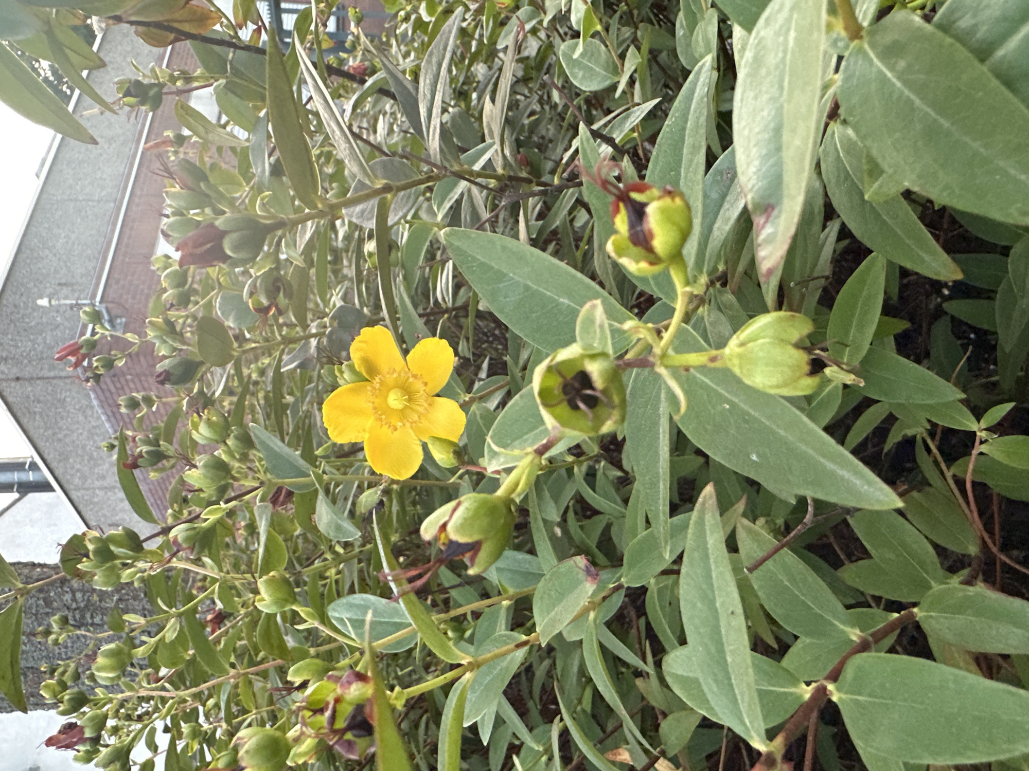 A bright yellow St. John's wort flower is in the foreground of this close-up, low-angle, outdoor shot, positioned slightly to the right of center. The flower has five petals and is in full bloom, with its stamens clearly visible. Surrounding the flower are numerous green leaves and seed pods, some of which are a deep red or maroon color. The background is blurred, showing hints of a building with a brick facade and a concrete roof, suggesting an urban or suburban setting. The lighting suggests it is daytime, possibly late afternoon due to the warm tones. The image was taken in Krefeld, Germany.