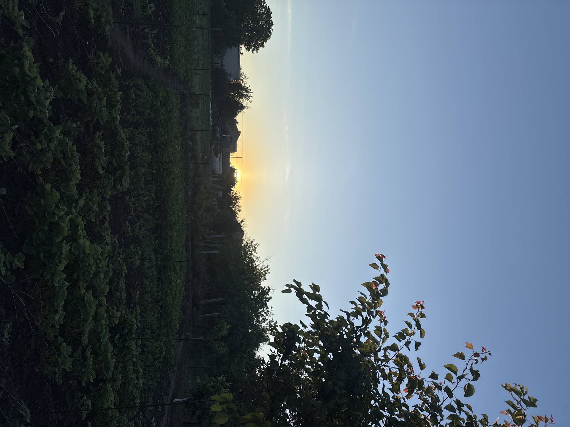 The image, viewed in landscape orientation, depicts a tranquil rural or semi-rural scene during either sunrise or sunset. A bright, warm yellow-orange sun is positioned low on the horizon, slightly left of the center, illuminating the lower sky with a soft glow. Above the horizon, the sky graduates from a light yellow to a clear, pale blue, indicating an unobstructed view of the sky.
In the foreground and extending into the midground on the left, a lush garden or field is visible, filled with rows of vibrant green plants, possibly ground cover like strawberries, contrasting with the darker soil. Several dark green trees and bushes are scattered throughout the midground, appearing largely in shadow due to the backlighting. A prominent branch with leaves, some showing reddish tints, extends into the lower right corner of the frame.
A fence, marked by posts and wires, runs horizontally through the midground, delineating different sections of the landscape. In the distant background, silhouetted against the brighter sky near the sun, are indistinct outlines of structures, likely houses or farm buildings, interspersed among trees. The low-angle sunlight creates deep shadows and silhouettes the foreground elements, contributing to a peaceful and serene atmosphere. No specific activities, people, or discernible text are present in the image.