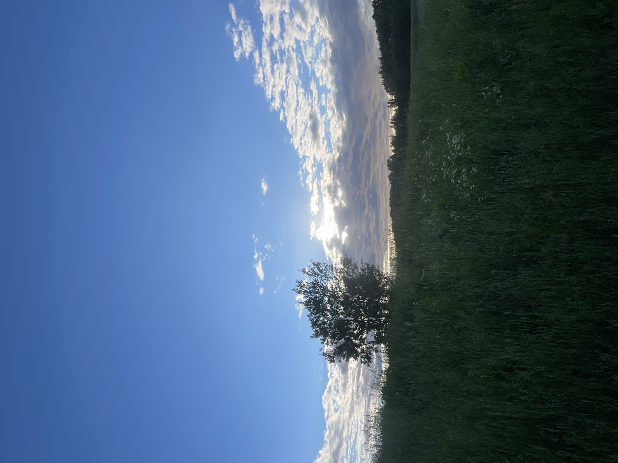 The image depicts a rural landscape under a bright blue sky with scattered white clouds. A single, leafy tree stands silhouetted on a grassy hill in the mid-ground. The sun is partially obscured by clouds behind the tree, casting a gentle glow. The foreground is dominated by tall, green grass, with a few small white wildflowers visible. In the background, a line of dark green trees forms a horizon. The scene is serene and appears to be captured during daylight, possibly late afternoon or early evening. The location is described as Saint Petersburg, Russia, though the specific setting within the city or its outskirts is not evident from the image itself. There are no people or any discernible objects that would suggest urban proximity.