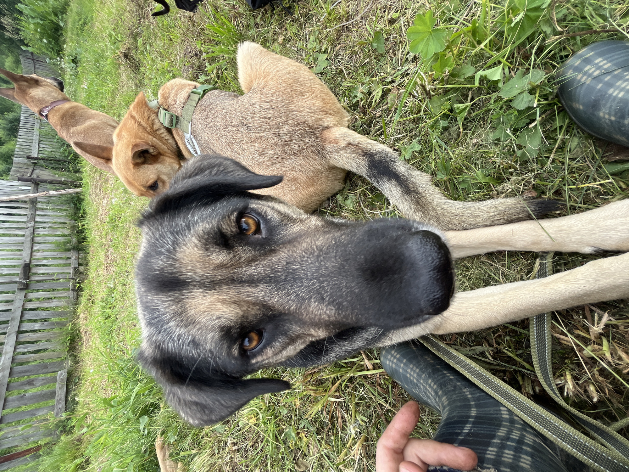 The image shows three dogs lying on the grass near a wooden fence. In the foreground, a large dark-colored dog with a grey and black coat is looking directly at the camera, its face filling most of the frame. Its eyes are a warm brown, and its expression appears calm and curious. Behind this dog, a lighter brown dog is lying down, with its head resting on the larger dog's back. Another dog, also light brown, is visible further in the background, facing away from the camera. The dogs are wearing collars and harnesses. The scene is outdoors, with lush green grass and some wild plants. A person's hand and leg, wearing a plaid boot, are visible in the bottom right corner of the image, suggesting the photographer is one of the people present with the dogs. The lighting suggests it is daytime, possibly a sunny day, and the overall atmosphere seems relaxed, possibly indicating a casual outing or a moment of rest for the animals. The presence of a wooden fence and the type of vegetation suggest a rural or semi-rural setting. There is no visible text in the image.
