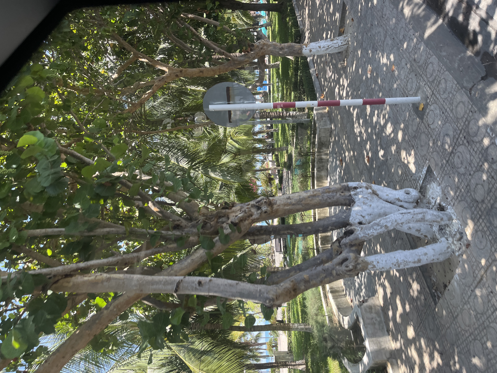 This image captures a scene in Nha Trang, Vietnam, likely a park or public area near the coast, characterized by lush vegetation and a sunny atmosphere. The foreground is dominated by several trees with thick, gnarled trunks, the lower portions of which are painted white, a common practice in tropical regions to deter pests and disease. The trees have broad, green leaves, and their branches create dappled shadows on the patterned tiled walkway beneath them.
Behind the trees, a red and white striped pole with a circular gray sign, which appears to be a traffic or informational sign, stands planted in the ground. Beyond this, the environment opens up to a well-maintained green lawn dotted with palm trees, indicative of a coastal or tropical climate. In the middle ground, benches are visible, suggesting a place for rest and relaxation.
The background reveals the blue expanse of the sea under a bright sky, with a few boats visible on the water and a glimpse of distant buildings, hinting at the urban proximity. The overall impression is one of a tranquil, sun-drenched public space in a coastal Vietnamese city. There are no people directly visible in the frame.