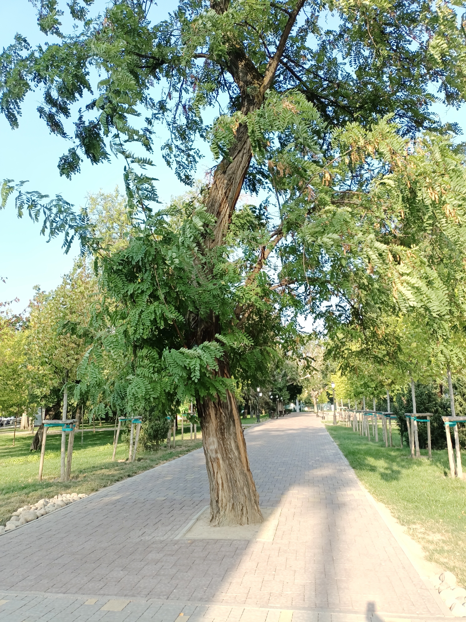 The image depicts a sun-dappled park walkway in Almaty, Kazakhstan, likely in summer given the lush greenery and clear sky. The walkway, paved with light grey rectangular bricks, curves gently into the distance, flanked on either side by well-maintained grass and trees. The foreground is dominated by a mature, gnarled tree with a thick, textured trunk, its branches reaching over the path. Young trees, staked for support, line the right side of the walkway, indicating recent landscaping or preservation efforts. Street lamps are visible in the background, suggesting a public park or boulevard. The overall atmosphere is serene and invites leisurely strolling.