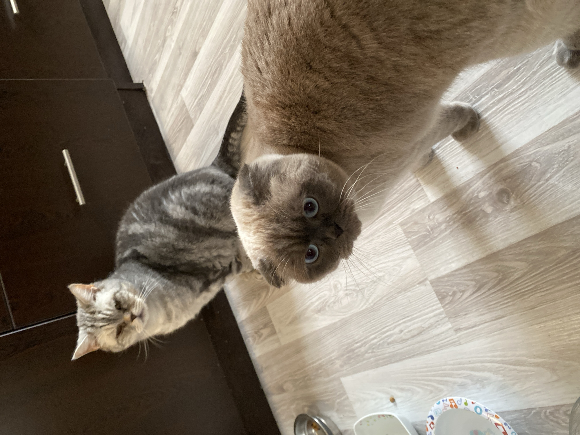 A high-angle, indoor shot depicts two cats in a domestic setting. One cat, a silver tabby, rests on a dark brown surface, possibly a cabinet. The second cat, a lilac point Scottish Fold with blue eyes, stands on a light-colored, wood-grain floor. Cat food bowls are visible on the floor near the edge of the frame. The location in Alanya, Turkey cannot be determined from the image.