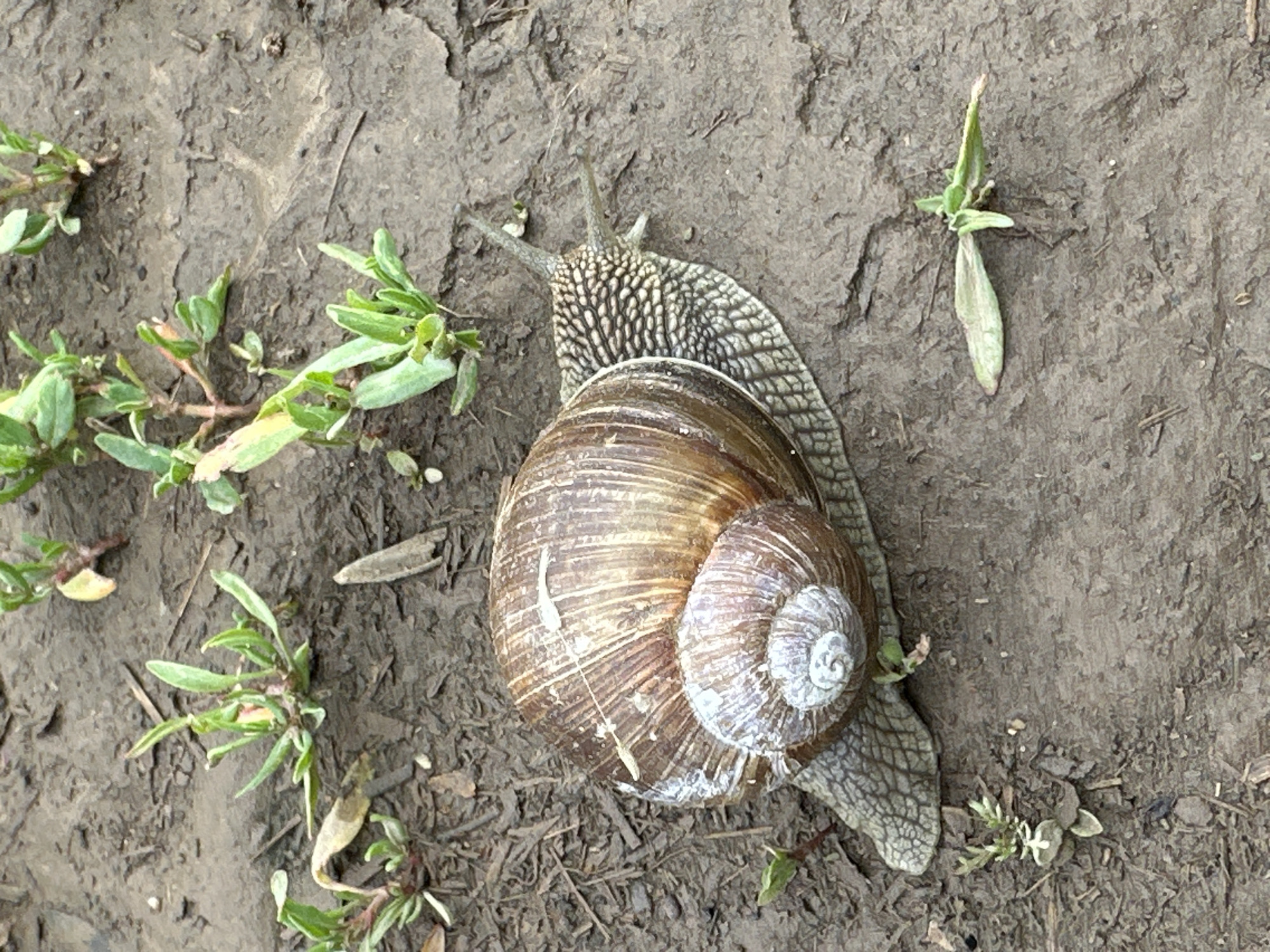 A Roman snail sits on the ground among small plants and ground detritus. The location is Chaikovsky, Russia.
