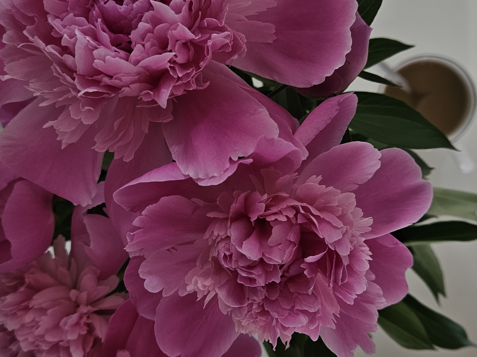 The image captures a vibrant, close-up still life featuring a bouquet of fuchsia-pink peonies. Multiple large, fully bloomed flowers dominate the frame, showcasing their intricate, ruffled, and layered petals which create a dense, luxurious texture. The dominant color is a rich, deep pink, with subtle variations in tone highlighting the sculptural quality of the blooms. Interspersed among the flowers are dark green leaves, providing a natural contrast and depth to the arrangement. In the upper right quadrant, a portion of a white mug or cup containing a brown liquid is partially visible, set against a soft, light-colored background that is out of focus. The lighting appears soft and even, suggesting an indoor setting. There is no visible activity or text. The location context for this media file is Chaikovsky, Russia.