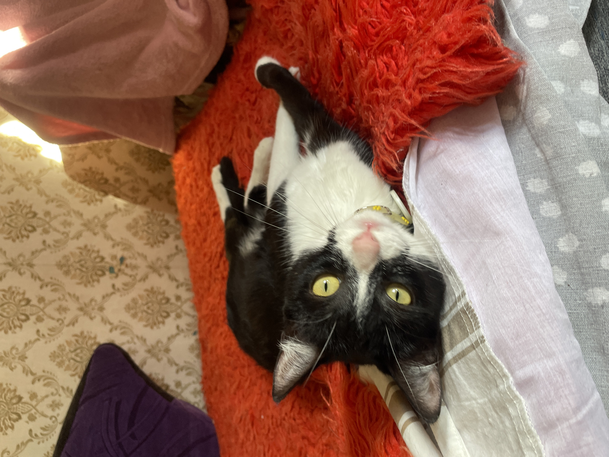 This media file is a close-up, eye-level shot of a black and white cat lying on its back. The cat has bright yellow eyes and is looking directly at the camera. It is wearing a yellow collar with a small bell. The cat is resting on a bright orange, fluffy surface, possibly a rug or a blanket. Behind the cat, there are various soft furnishings, including a pink blanket or cushion on the left, and a grey patterned fabric on the right. The background shows a patterned wallpaper. The lighting suggests it is daytime, possibly indoors. The overall mood is casual and relaxed, with the cat appearing comfortable and playful. The image is taken in Tbilisi, Georgia. There is no visible text in the image.