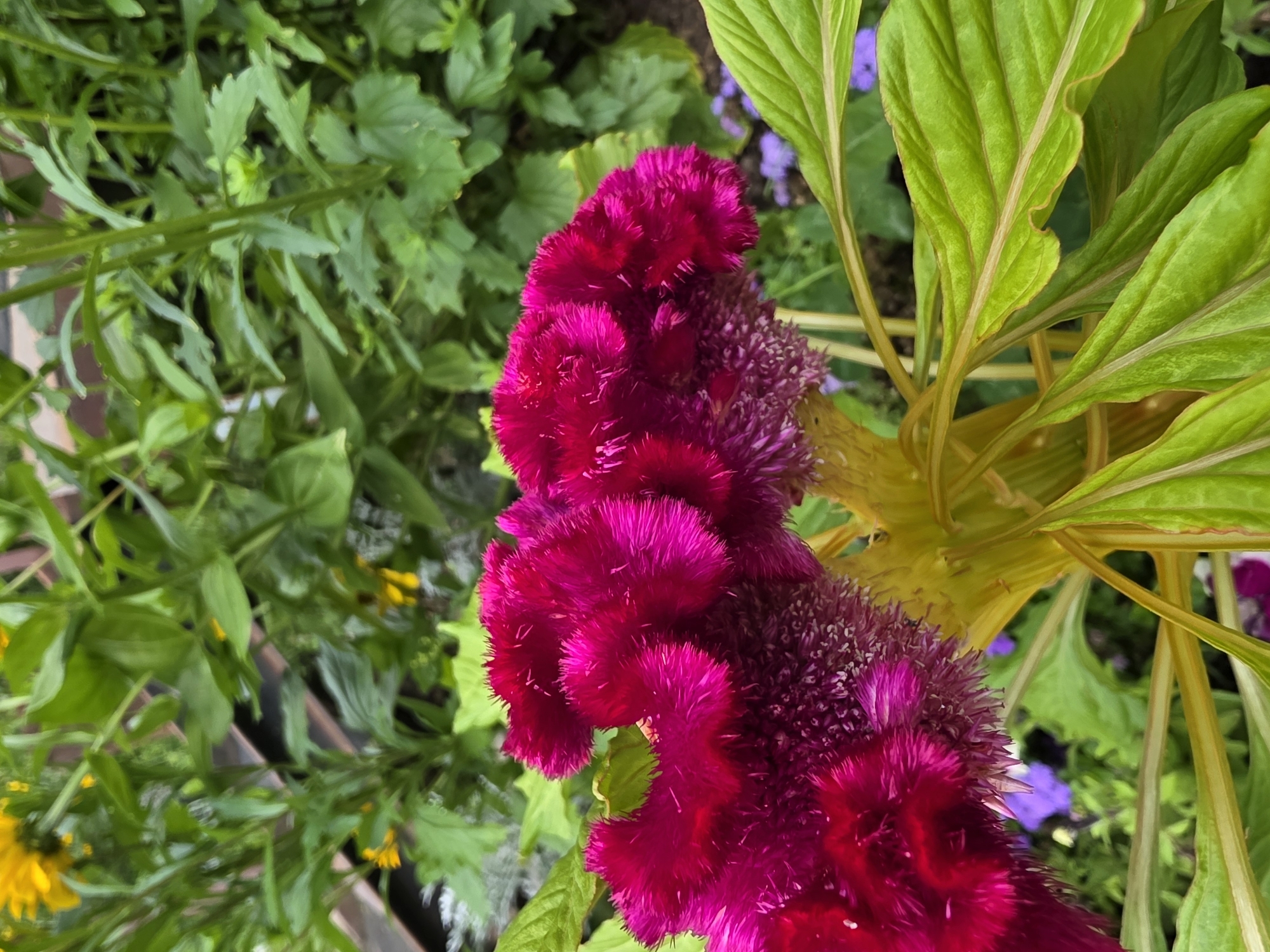 This is a close-up, eye-level, vertical shot of a cluster of bright magenta celosia flowers. The flowers have a ruffled, feathery texture and are in focus. Behind the flowers, out-of-focus green foliage forms the background. There are also hints of yellow flowers in the upper left and small purple flowers scattered among the green leaves. The image does not contain any people or indicate a specific location within Chaikovsky, Russia.