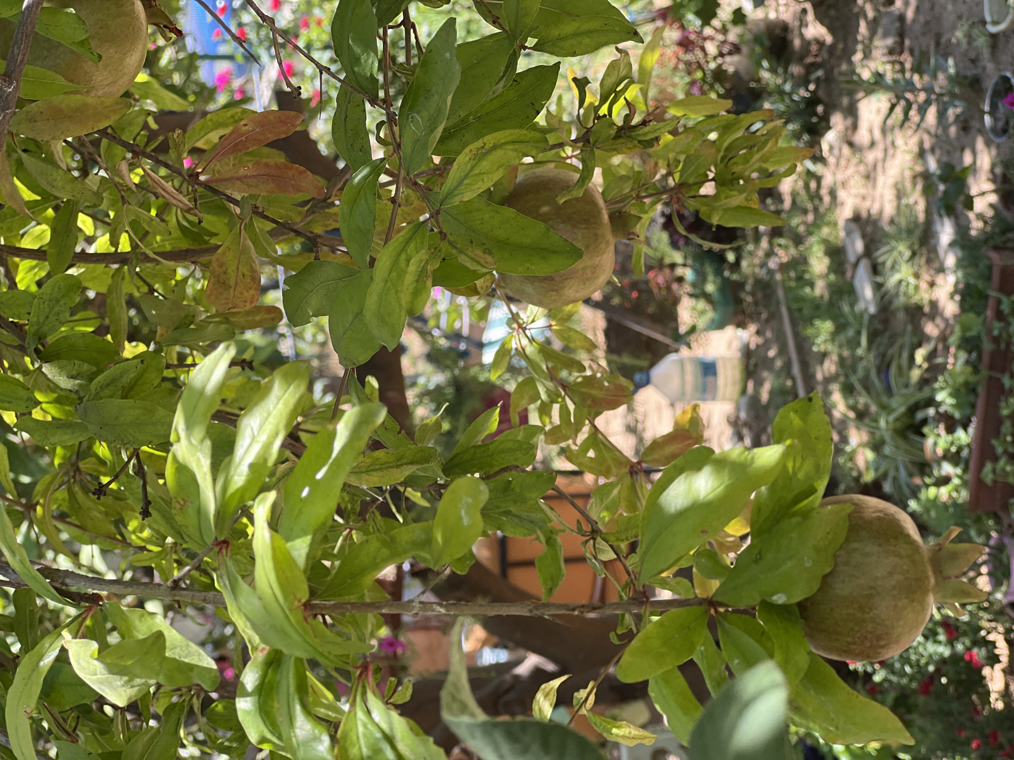 An outdoor, close-up, eye-level shot shows a pomegranate tree branch with green leaves and two young pomegranates hanging from it. The pomegranates are round and appear to be light green or yellowish-green, with the characteristic crown-like calyx at the bottom. The leaves are vibrant green, with some showing slight signs of browning or discoloration. Sunlight filters through the leaves, creating dappled lighting on the branches and fruit. In the background, the scene is blurred, but hints of other foliage, a large water jug, and colorful flowers are visible, suggesting a garden or backyard setting. The overall impression is one of nature's bounty in a warm climate, likely in Antalya, Turkey, given the lush vegetation and bright sunlight.