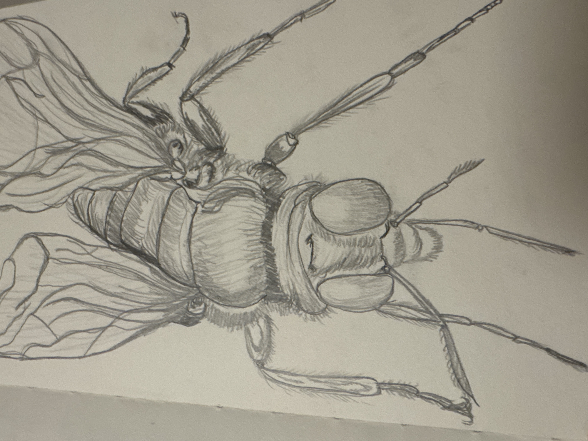 The image displays a detailed black and white pencil drawing of an insect, likely a fly or a bee, rendered in an anterior-dorsal perspective on a light-toned paper surface. The insect features a prominent head with large compound eyes and delicate antennae. Its thorax is depicted as robust and appears to have a textured, possibly hairy, surface. The abdomen is segmented with distinct horizontal banding. Two pairs of finely veined wings are shown, positioned dorsally over the body. Six segmented legs extend from the thorax, with some segments exhibiting textural details consistent with bristles or hair. Shading techniques are employed to give depth, form, and texture to the insect's anatomy. The immediate environment is the plain, unadorned paper. No external geographical context or location in the city of Sofia, Bulgaria, is discernible within the image. No people, actions, or interactions are depicted.