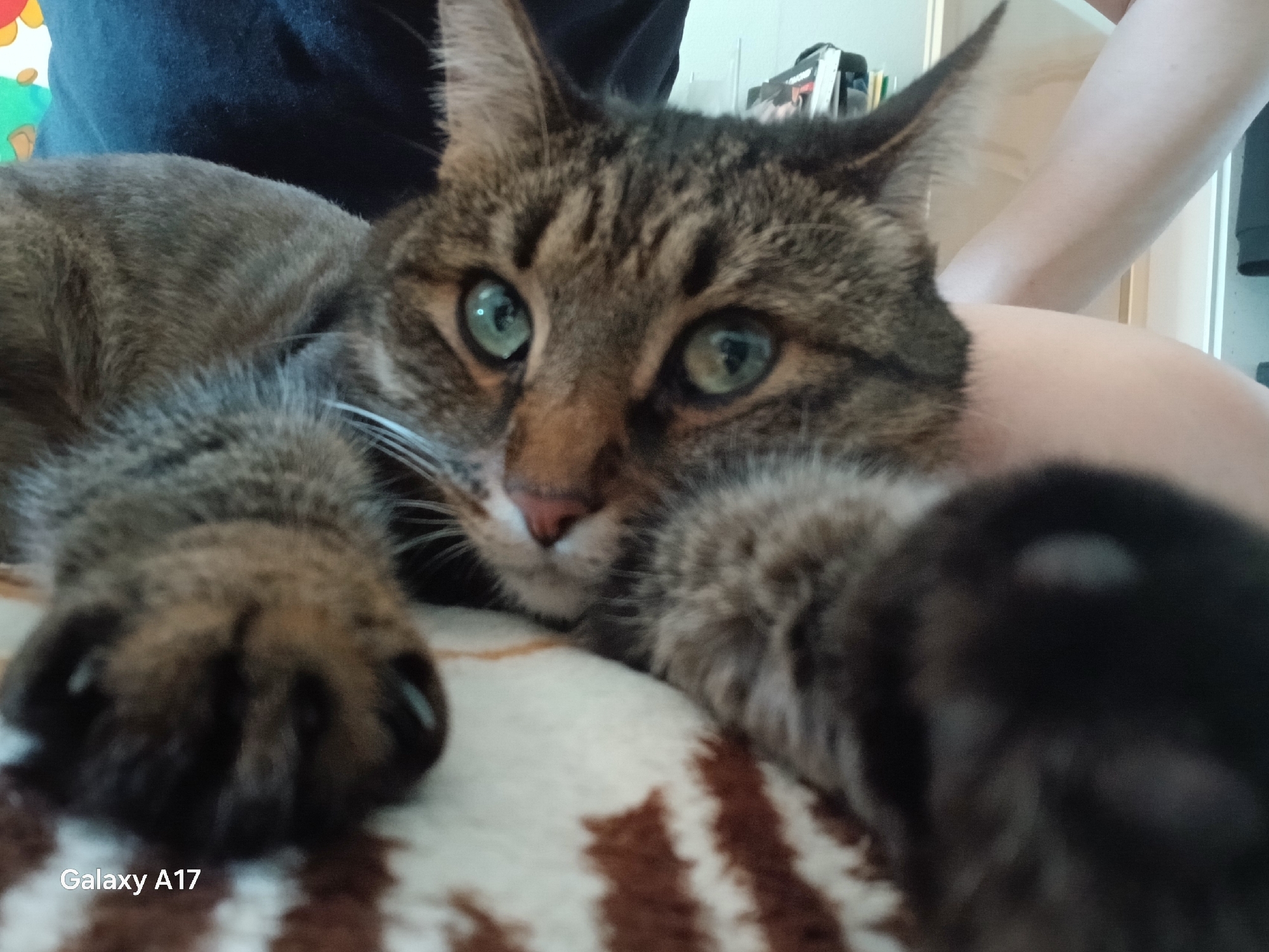 A close-up image features a tabby cat lying on a brown and white striped surface. The cat has green eyes and is partially held by a person, whose arm is visible in the background. The background is blurred, suggesting a shallow depth of field. The image includes a "Galaxy A17" watermark. There's no information to infer the location to be Yekaterinburg, Russia.