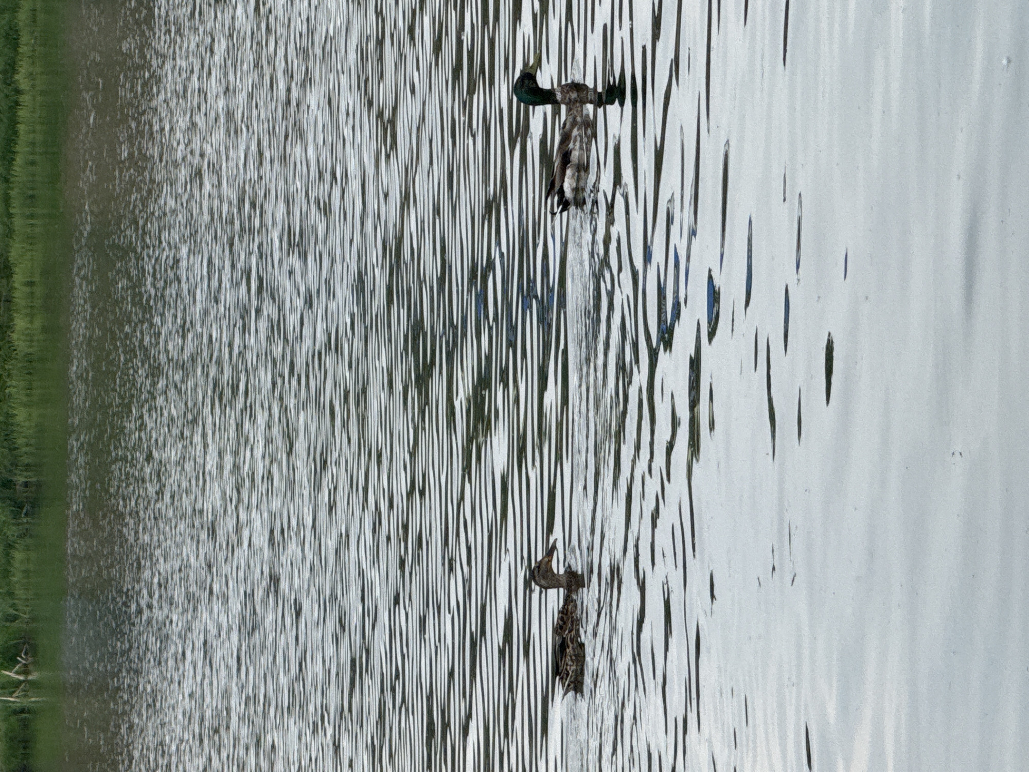 Two ducks are swimming in a body of water with ripples. The duck on the left is a brown female, and the duck on the right is a male with a green head. In the background, there is green vegetation growing along the edge of the water. The scene appears to be a natural outdoor setting, possibly a lake or pond in the city of Miniuno, Russia.