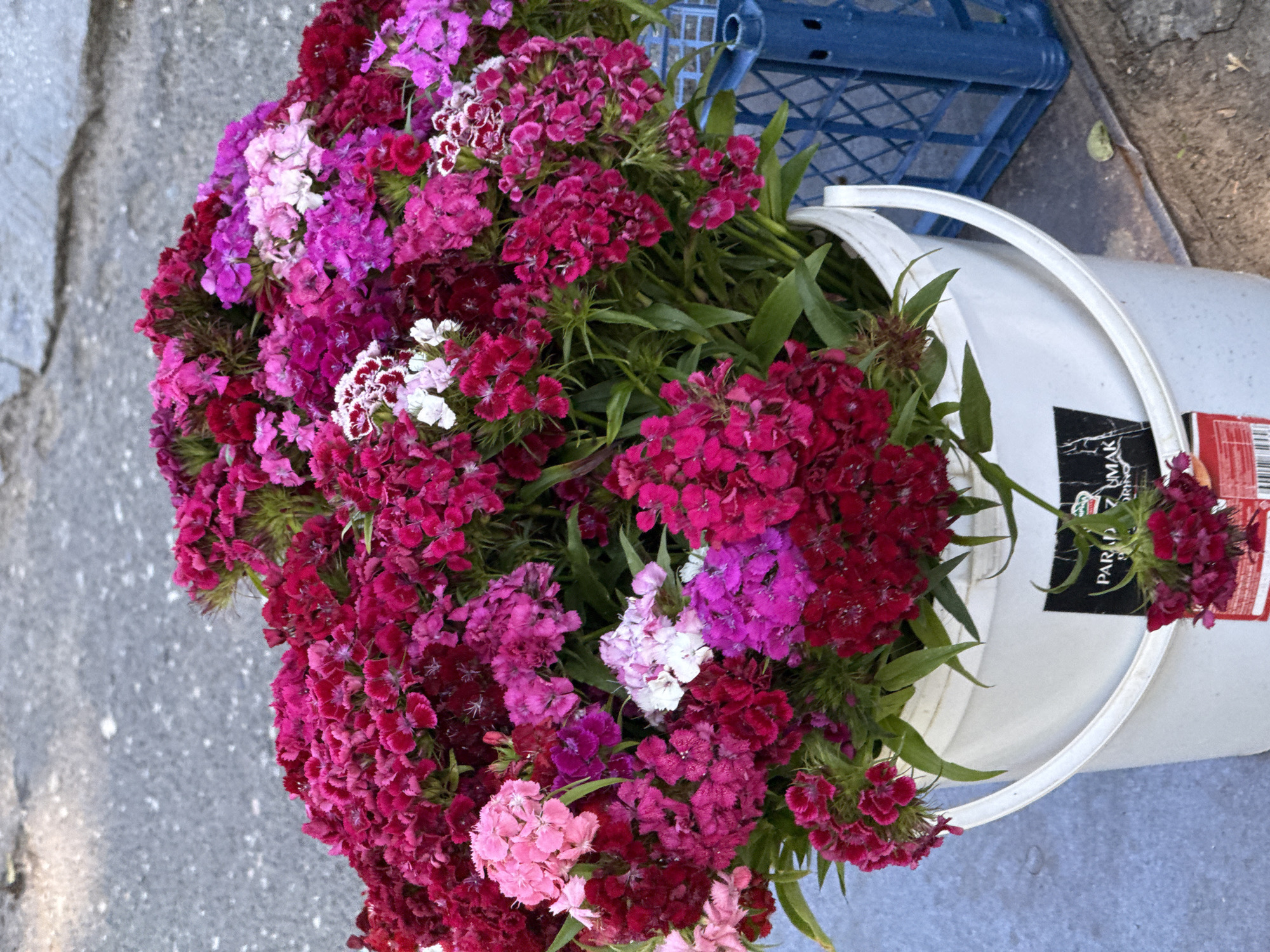 A bucket overflowing with pink and purple Dianthus flowers rests on a concrete surface, likely a sidewalk or street. A blue plastic crate sits next to the bucket. The location appears to be outdoors in a city, possibly within the Vozdovac Urban Municipality, Serbia.