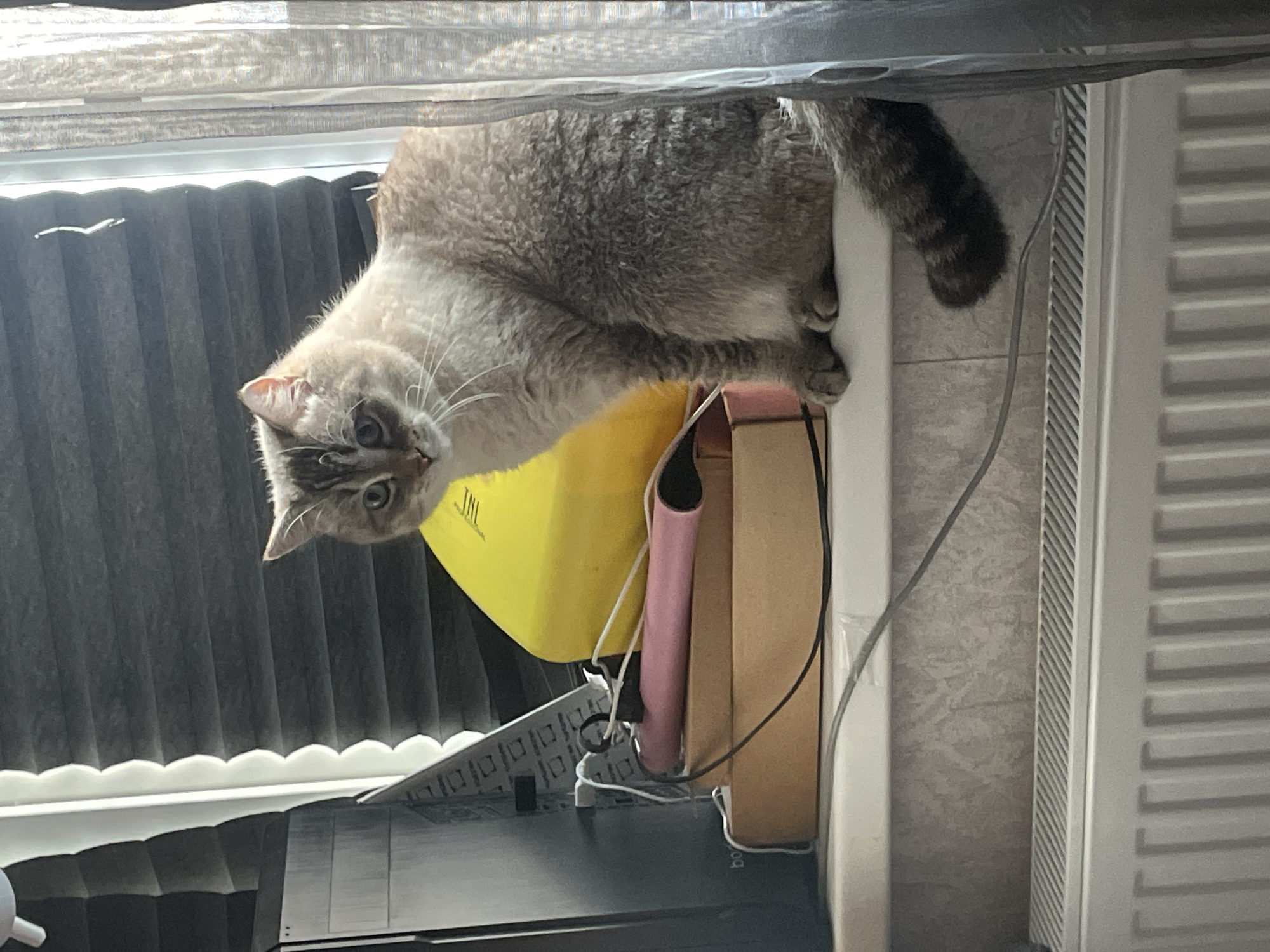 A short-haired, grey and white cat with blue eyes is sitting on a windowsill. Behind the cat, a yellow object, a pink object, and stacked cardboard boxes are visible. To the left of the cat, a black computer tower is present. A grey curtain is to the right of the cat. The windowsill is above a white radiator. The image is taken indoors, in what appears to be a residential setting in Votkinsk, Russia.