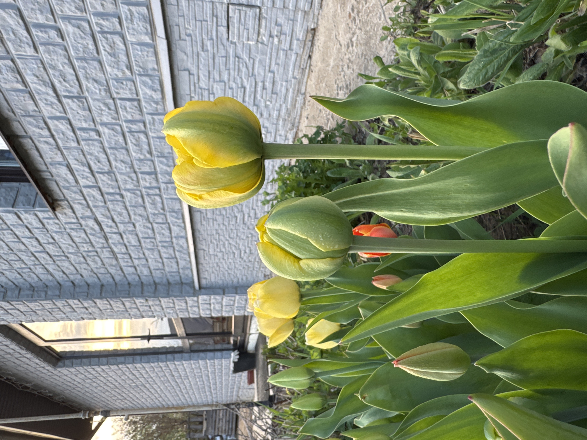 A ground-level shot shows several tulips in various stages of bloom and bud growth, their stems oriented mostly vertically. The flowers are primarily yellow, with some showing hints of orange. The background is a gray building with textured brickwork. The location is specified as Burdyata, Russia.