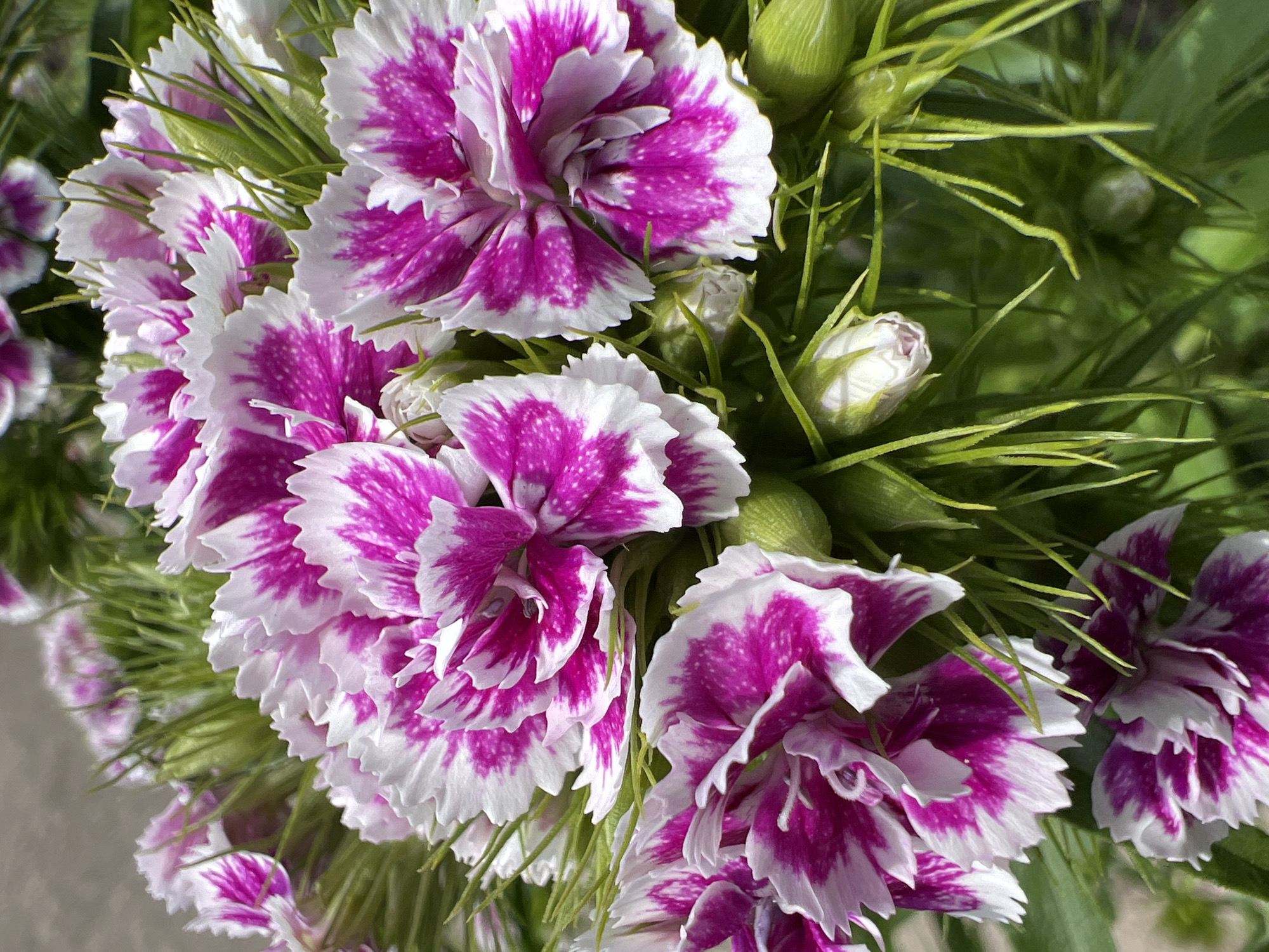 The image shows a cluster of pink and white flowers with green foliage. The flowers appear to be sweet williams (Dianthus barbatus) due to their distinctive bi-colored petals and serrated edges. The location in Krasnodar, Russia, is not discernible from the image.