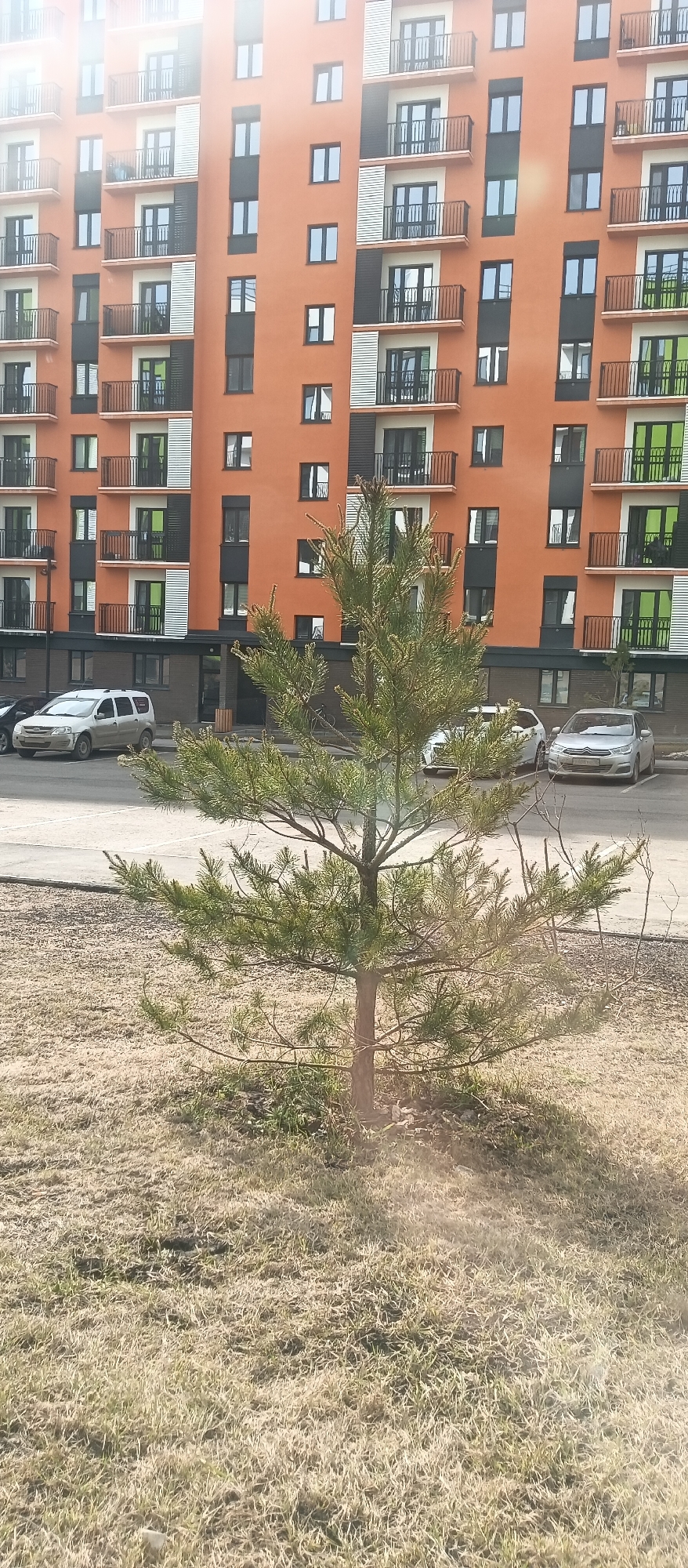 A medium shot depicts a small pine tree in a grassy area in front of a large apartment building. The building, located in the city of Unknown, Unknown, is multi-story with an orange facade, black window frames, and balconies with black railings. Some balconies feature white or green panels. Several parked cars are visible on a paved area between the tree and the building. The grass is dry and patchy. The image is taken during the day, and the light is slightly diffused, causing a subtle flare near the base of the tree.