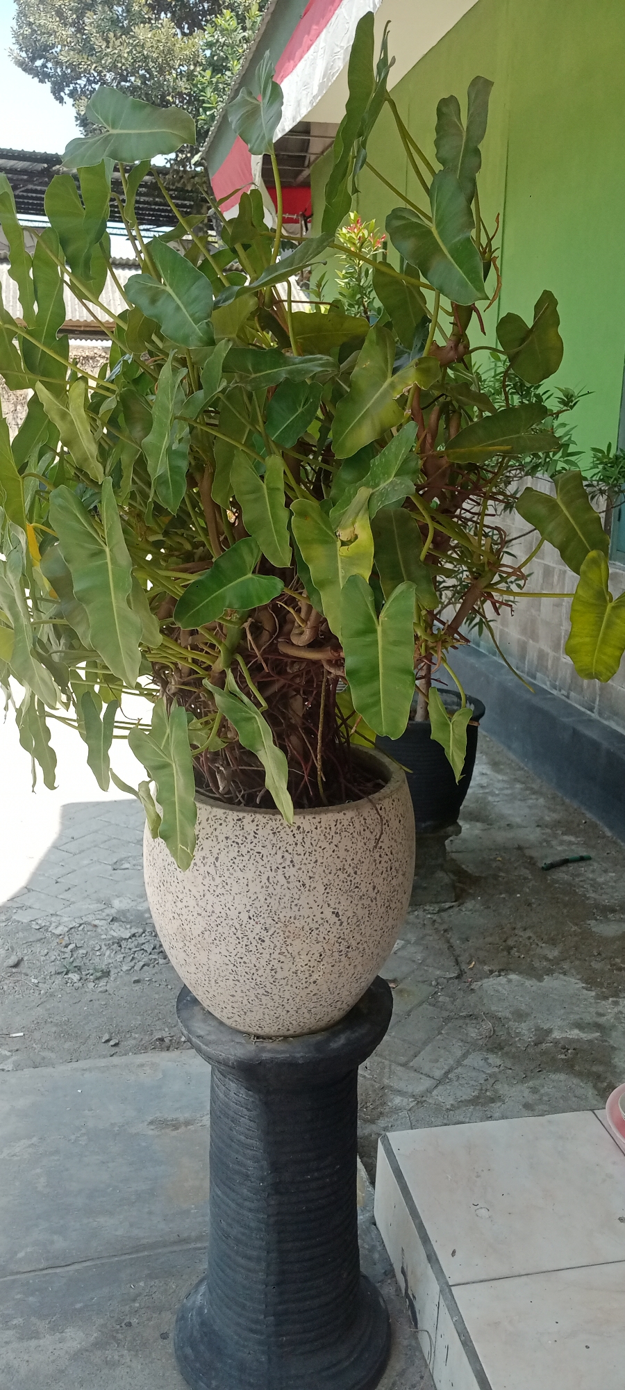 A large potted plant with dark green, heart-shaped leaves sits on a dark, textured pedestal. The pot is round and light-colored with a speckled pattern. Behind the plant, a light green wall is visible, with a portion of a white and red flag hanging above it. The ground appears to be concrete paving stones and dirt. The scene is illuminated by sunlight, casting shadows. This image was taken in Soko, Indonesia.