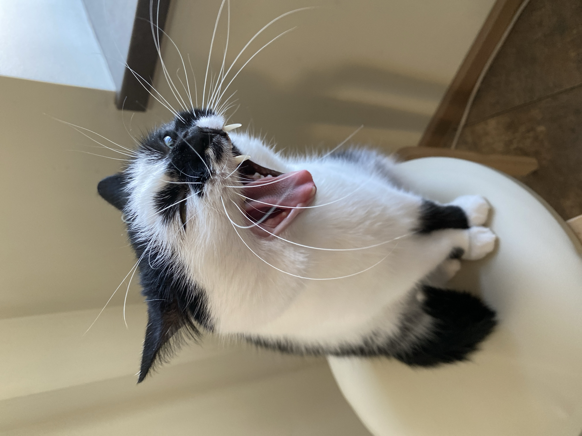 A black and white cat is captured in a wide yawn while sitting on a light-colored stool. The cat's mouth is open, revealing its pink tongue and sharp teeth, with prominent whiskers fanning out from its face. The background consists of a plain, light-colored wall. The image does not contain any information that would allow for the determination of its location in Moscow, Russia.