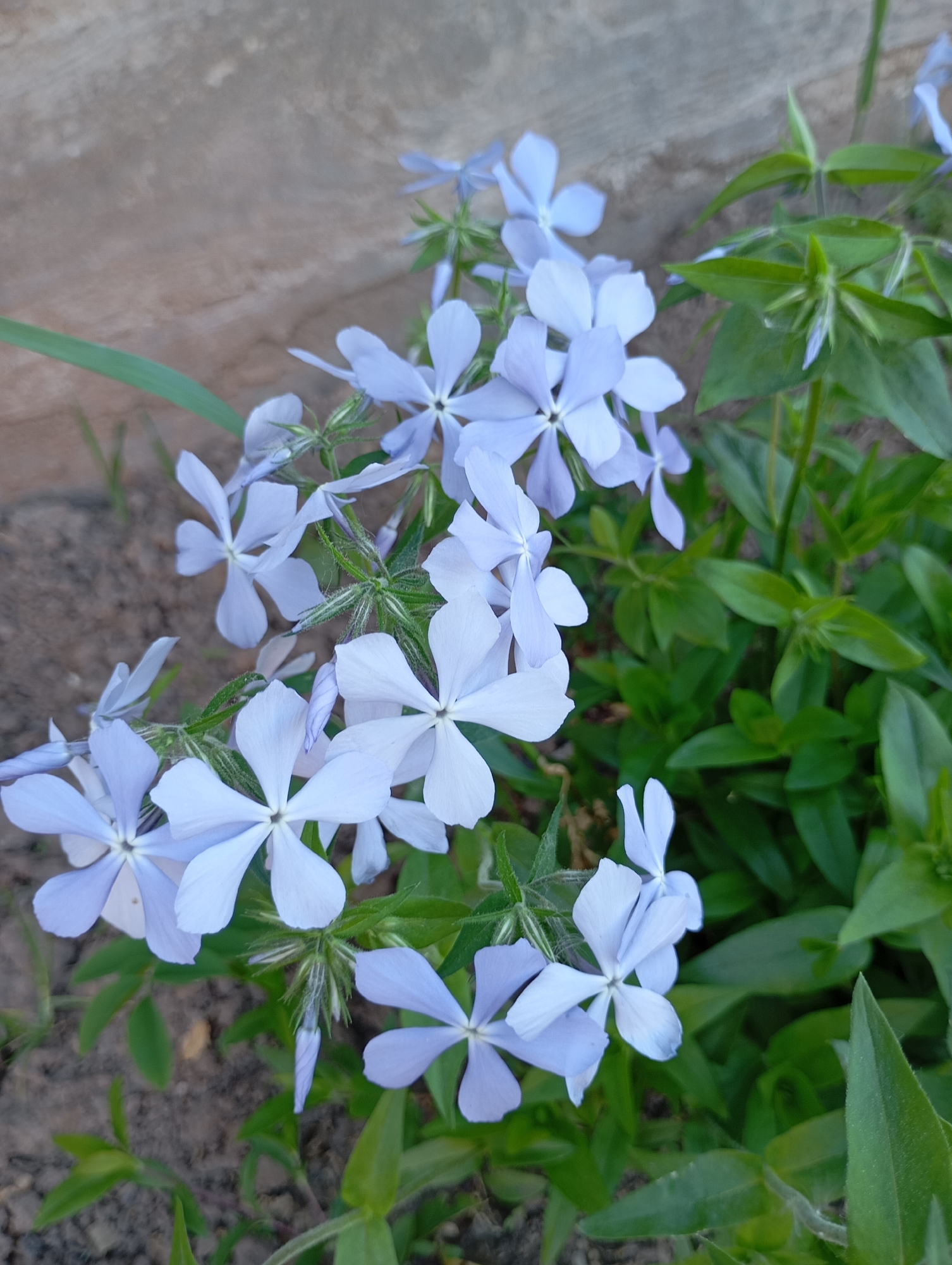The image shows a cluster of light blue flowers with five petals each, arranged in a dense formation. These flowers are surrounded by green foliage, indicating they are part of a plant growing outdoors. The flowers appear to be in bloom. To the left of the flowers, there is a patch of bare soil. The upper left corner of the image shows a textured, gray surface, potentially a wall or a similar structure. The scene is a close-up view of the flowers and their immediate surroundings. The city location is unknown.