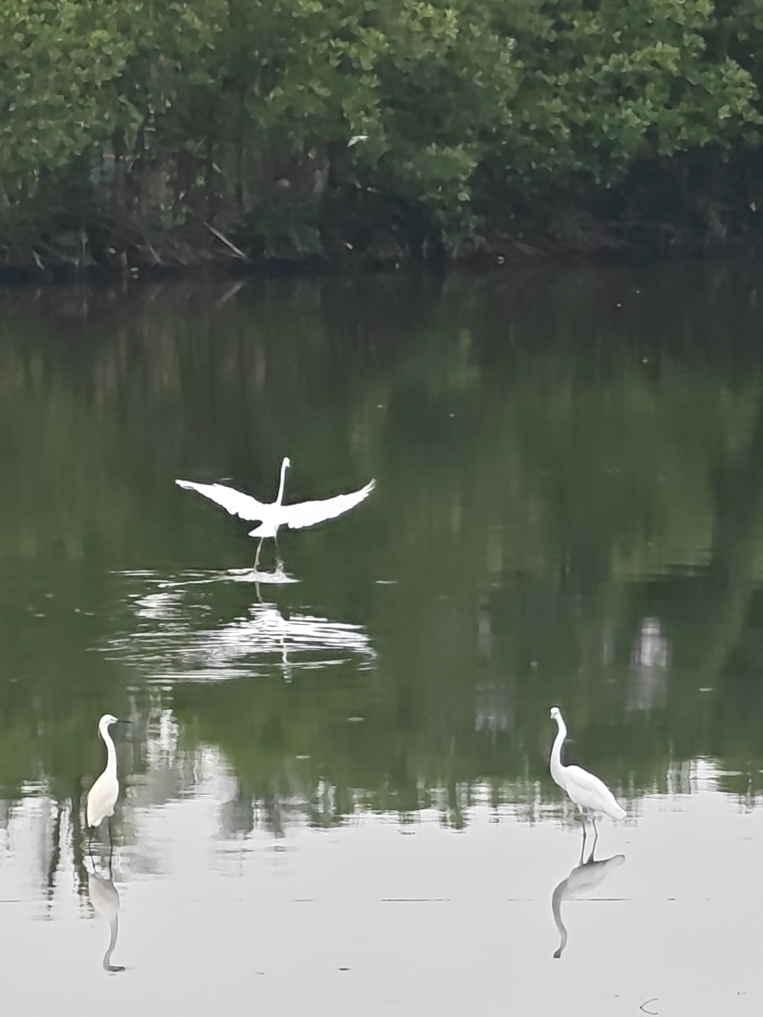 The image displays a tranquil natural scene in Lhokseumawe, Indonesia, featuring three white egrets in a body of water, likely a calm pond or marsh. In the center of the frame, one egret is captured in a dynamic moment, with its wings spread wide and legs extended, suggesting it is either landing on or taking off from the water's surface. This action creates visible ripples around its legs, and its reflection is visible below.
Flanking the central bird, two other egrets stand placidly in the shallow water, one towards the left and another towards the right in the foreground. Both are oriented with their bodies generally facing leftward, showcasing their elegant, long necks and slender profiles. Their distinct reflections are clearly visible in the still, glassy water around them, emphasizing the calm conditions.
The background consists of dense, lush green trees and foliage, indicative of a rich, natural environment. These trees are also reflected in the water, contributing to the overall green hue of the scene. The lighting appears soft and diffused, suggesting either early morning or late afternoon, which enhances the peaceful atmosphere. There is no visible text in the image. The scene conveys a sense of wildlife undisturbed in its natural habitat.