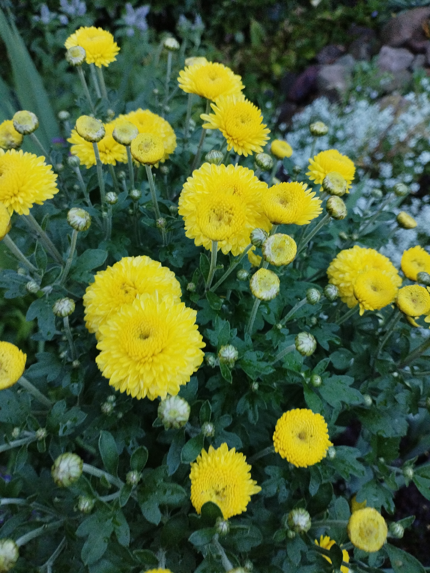 The image shows a close-up view of a cluster of yellow chrysanthemum flowers in bloom. The flowers have numerous delicate petals and are various stages of opening, with some appearing as full blooms and others as developing buds. The foliage is a deep green, with visible leaves and stems supporting the flowers. The background is out of focus, showing hints of other plants, a blurred green leaf or stem on the left, and some lighter-colored, possibly white, small flowers or foliage in the upper right quadrant, along with darker, rough textures that could be soil or rocks. The lighting suggests it may be overcast or late afternoon. The scene appears to be an outdoor garden setting. There are no people or animals visible in the image.