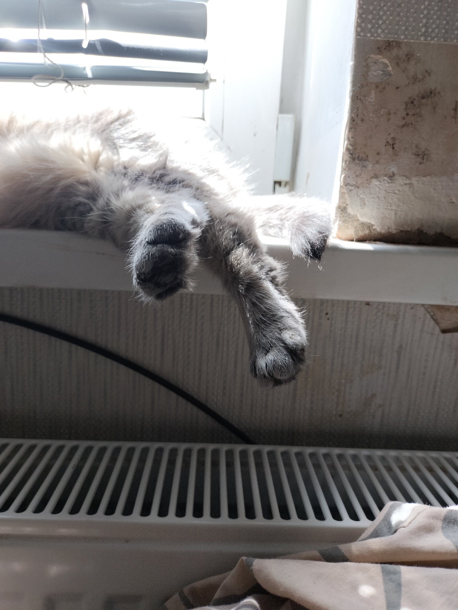 A fluffy, light-colored cat is partially visible, lying on a white windowsill. The cat's hind legs and paws are hanging over the edge of the windowsill. The paws are dark gray and furry, with visible claws on one paw. The cat's fur appears soft and thick, catching the sunlight.
The scene is set indoors, with a white radiator visible below the windowsill. A black cable runs horizontally across the background, against a textured wall. Sunlight streams in from above, casting shadows and highlighting the cat's fur and the texture of the blinds partially visible at the top of the image. The light suggests it is daytime, possibly morning or afternoon. The overall impression is one of a relaxed cat enjoying a sunbeam.
A portion of a tiled wall with visible stains is present to the right of the cat. Below the radiator, there's a folded piece of fabric with a striped pattern in shades of beige and gray. The setting appears to be domestic, with common household elements like blinds, a radiator, and a cable.