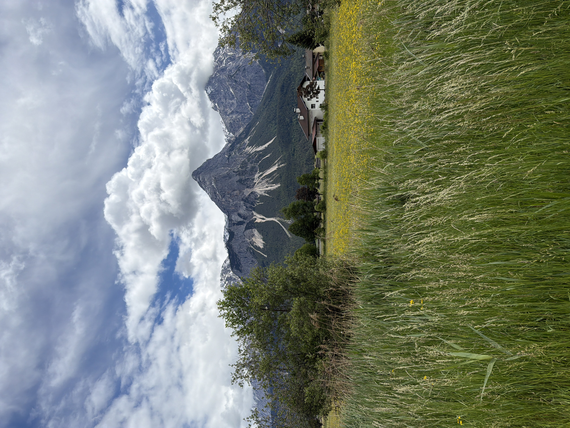 This is a landscape photograph depicting a scenic mountainous vista with a vibrant foreground. The image, when correctly oriented, shows a wide field of tall, green grass dotted with numerous small yellow wildflowers across the lower half. The grass appears to be in motion, suggesting a gentle breeze.
In the midground, several residential houses with light-colored walls and dark roofs are nestled at the base of a towering mountain range. Trees and dense bushes are scattered around these buildings and extend along the lower slopes of the mountains.
The background is dominated by a majestic and rugged mountain range featuring prominent, jagged peaks. Patches of snow are visible on the higher elevations, indicating a significant altitude. Streaks of lighter rock or scree are evident on the darker, forested mountain slopes. The sky above is a bright blue, partially obscured by large, fluffy white cumulus clouds that add depth and drama to the scene.
The lighting suggests it is daytime, likely late morning or early afternoon, under partly cloudy but fair weather conditions. The overall atmosphere is one of natural beauty and tranquility. There are no visible people or specific activities taking place, and no text is discernible within the image.