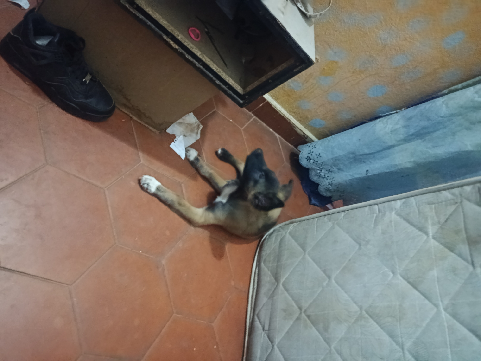 A medium-angle shot depicts a portion of an interior space. The floor is covered with hexagonal terracotta tiles. In the top left corner, a black shoe sits adjacent to a cabinet with a black interior. A small dog lies on the floor, positioned between the cabinet and the edge of a mattress. The mattress is near a bed with a blue bedspread. The wall is stained and mottled in appearance. The location is Juan Griego, Venezuela.