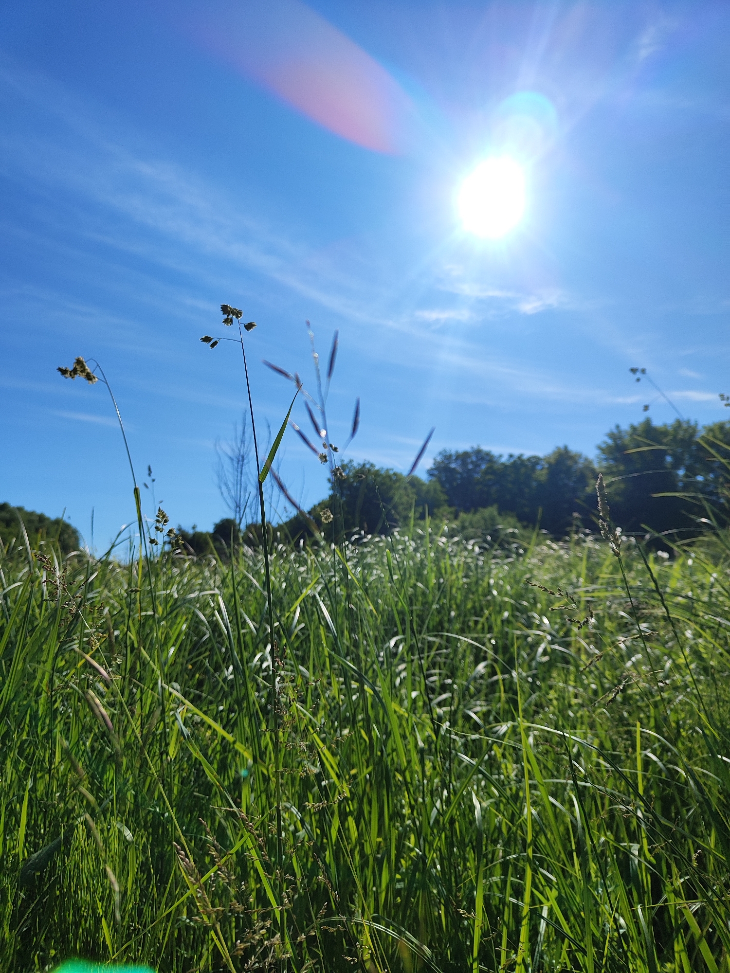 A low-angle shot captures a field of tall green grass against a bright blue sky with a sun flare. The sun, positioned in the upper right corner, is a brilliant white orb emitting rays of light and lens flare. Wispy white clouds are scattered across the sky. Several stalks of grass, some with seed heads, are in focus in the foreground, with more grass stretching into the background. Beyond the grass, a line of lush green trees forms a dark silhouette against the bright sky. The environment appears to be a natural, undeveloped area.