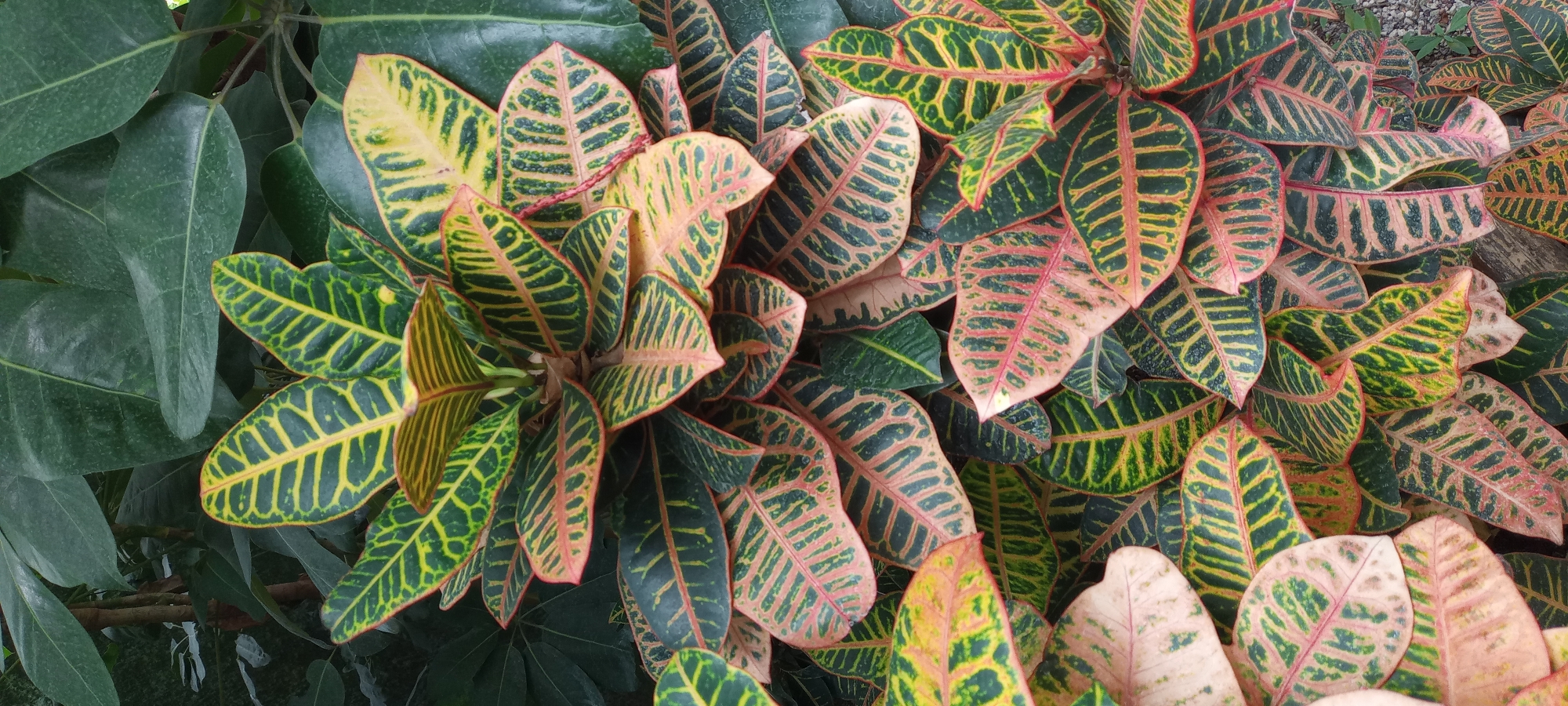 A close-up, overhead view captures a dense cluster of multi-colored Croton plants. The leaves display a vibrant mosaic of green, yellow, and reddish-pink hues, with prominent venation. The backdrop consists of darker green foliage. The scene is devoid of any human presence or activity and offers no clues regarding its specific location within Gelsenkirchen, Germany.