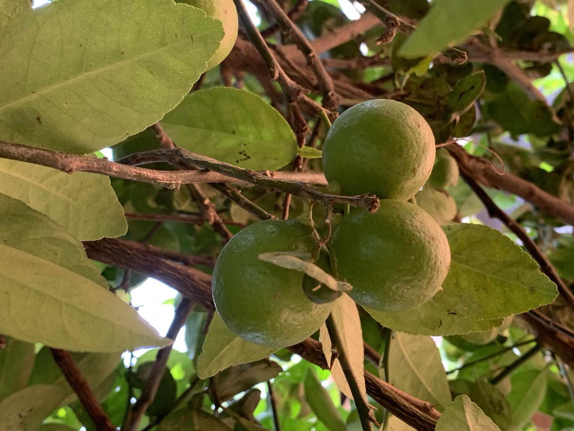 The image shows three green, unripe limes hanging on a branch of a lime tree. The branch is surrounded by several green leaves. The image appears to be taken outdoors, possibly in a garden or orchard in Ikorodu, Nigeria. The lighting suggests it is daytime. The focus is sharp on the limes and the surrounding foliage, indicating a close-up shot. The background is slightly blurred, hinting at more foliage and branches beyond the immediate subject.