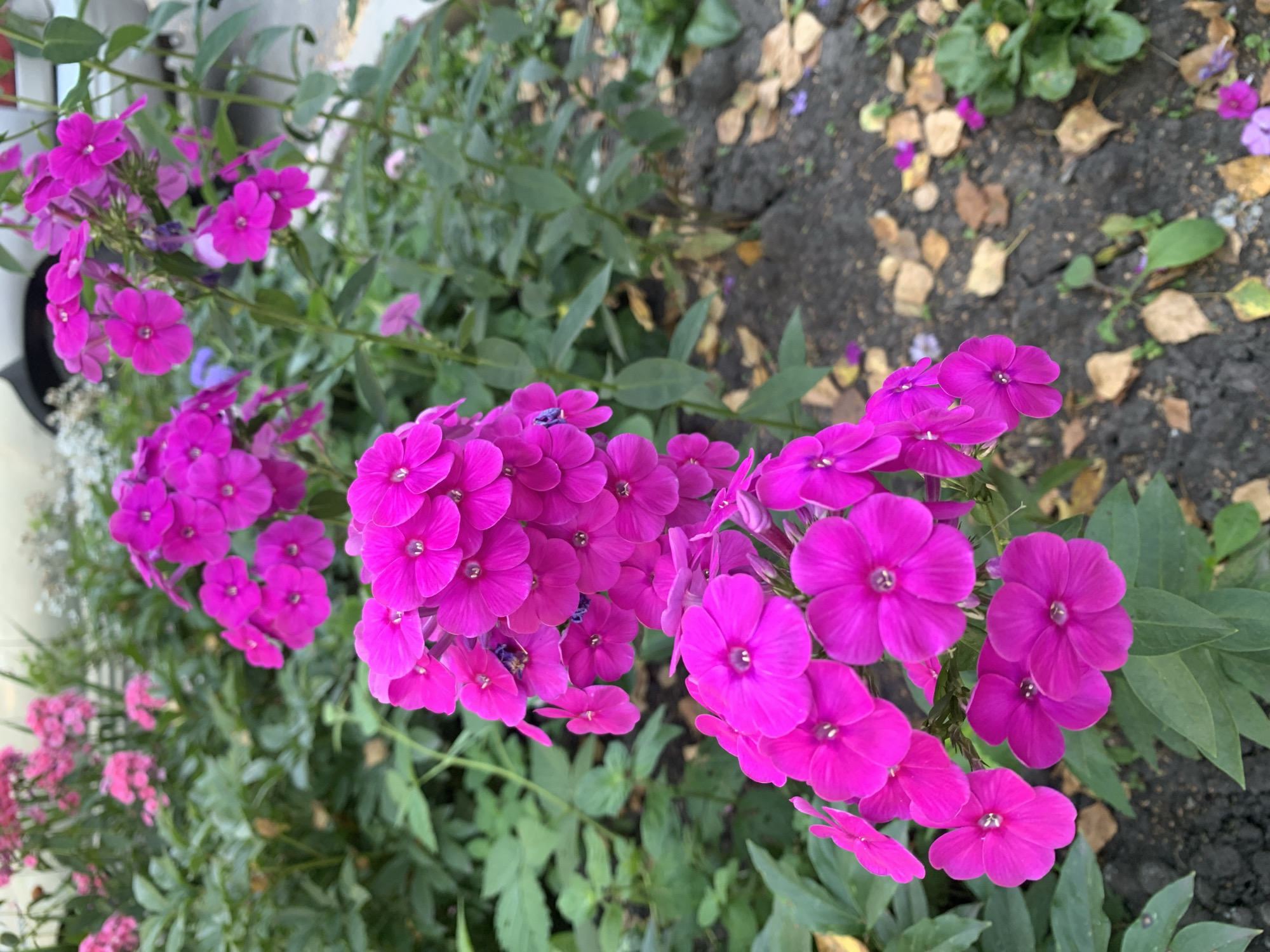 A close-up, high-angle shot captures a patch of vibrant pink phlox flowers in bloom. The flowers are densely packed in clusters, with individual blooms featuring five petals and a lighter center. The petals are a rich, saturated fuchsia color, with some appearing slightly darker or lighter due to lighting. The stems are green and sturdy, supporting the weight of the blossoms.
The background is a soft blur of green foliage, suggesting more plants of the same species or other garden greenery. Scattered on the dark soil at the base of the plants are fallen, dried leaves, indicating the season is likely autumn. A hint of a paved surface and a light-colored object, possibly a car, can be seen in the upper right background, suggesting an urban or suburban setting.
The image is sharp and focused on the phlox flowers in the foreground, with the background gradually losing detail. The lighting appears to be natural daylight, creating a slightly dappled effect on the flowers and leaves. There are no people or animals visible in the frame. The overall impression is one of natural beauty in an outdoor setting, possibly a garden bed along a pathway or street in Prokopyevsk, Russia.