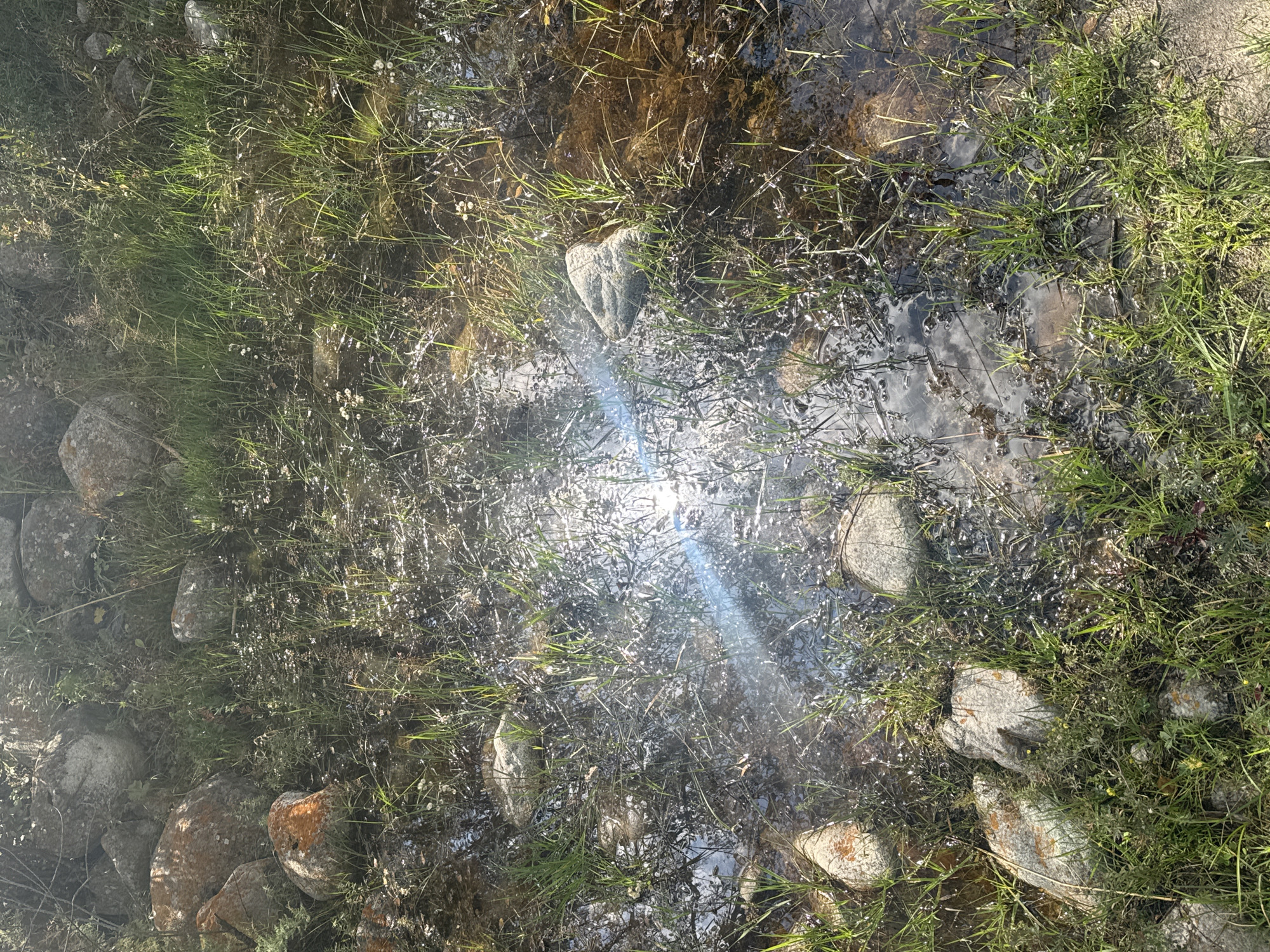 A top-down shot of a shallow, muddy puddle filled with grass and rocks. The sun reflects off the water, creating a lens flare. The terrain appears to be uneven with large rocks and patches of vegetation. The location is identified as Unknown, Kyrgyzstan. There are no people or animals visible in the image.