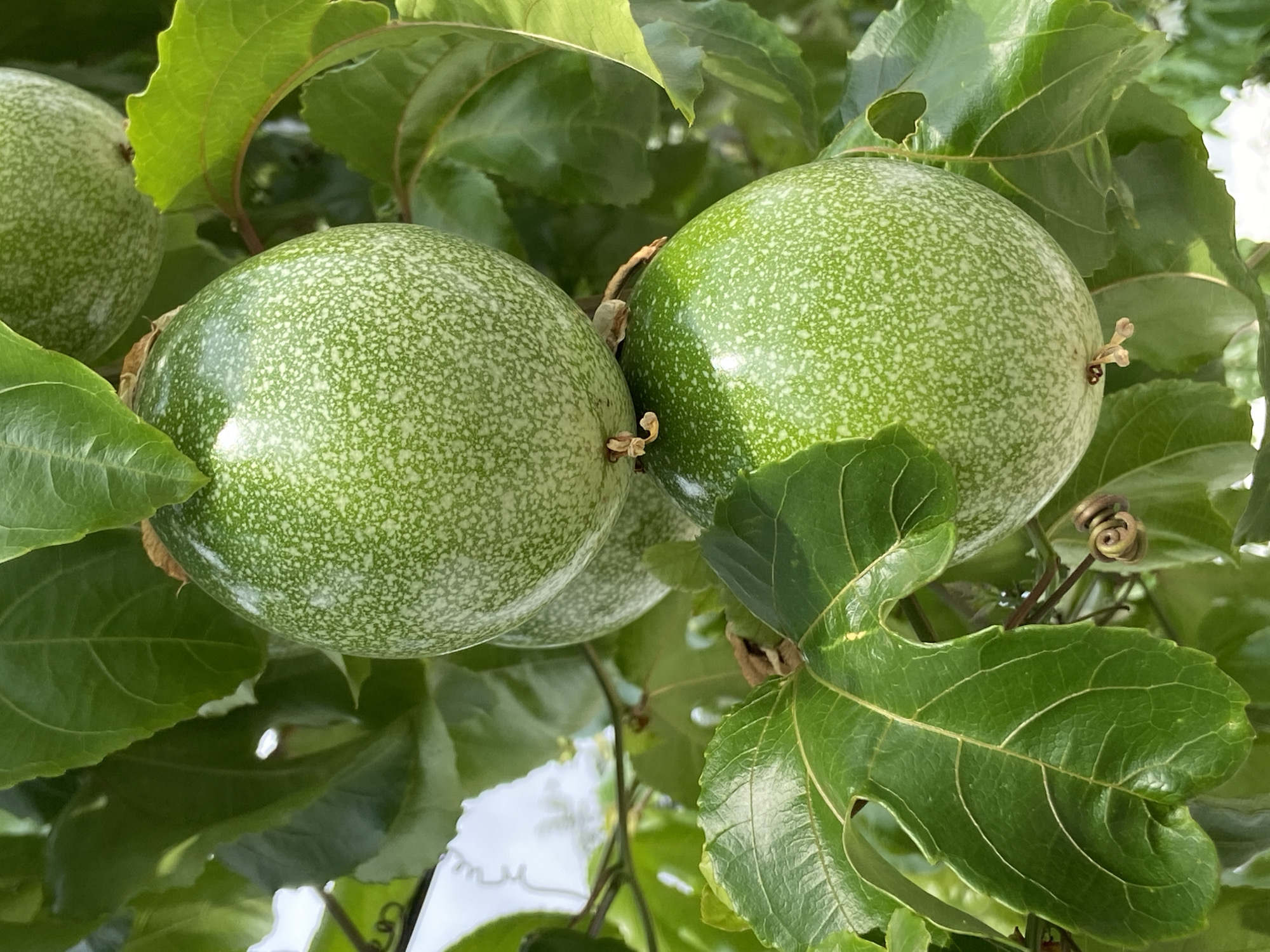 The image displays a close-up view of several unripe passion fruits (maracuyá) growing on a vine, surrounded by vibrant green foliage. At least three distinct, round to oval-shaped fruits are prominently featured, with one partially visible in the background on the left. The fruits are a pale to medium green color, uniformly speckled with numerous lighter green to white dots, giving their smooth surface a subtly textured appearance. Sunlight reflects brightly off the fruits, creating glossy highlights and indicating a clear, sunny day.
The fruits are nestled amongst numerous large, dark green leaves with visible vein patterns. Some leaves show minor imperfections or slight discoloration along their edges. Coiled tendrils of the vine are also visible, typical of climbing plants, such as the one seen on the bottom right. The background consists of blurred green leaves and bright patches of what appears to be the sky, suggesting an outdoor setting under natural light. There is no specific activity taking place; the image captures a moment of natural growth. The scene depicts a thriving plant in a tropical or subtropical environment, consistent with the provided location context of Tinaquillo, Venezuela. No text is visible in the image.