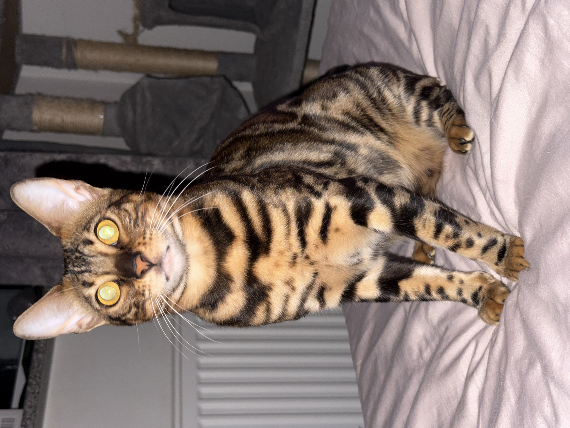 A Bengal cat with bright yellow eyes and black and brown striped fur is sitting on a pink bed. The cat is facing forward, with its ears perked up. In the background, there is a radiator, a cat tree, and a window. The room appears to be a bedroom. There is no information about the location in Tallinn, Estonia.