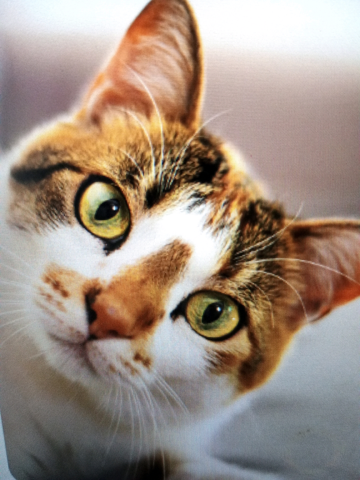 The image is a close-up photograph of a cat's face. The cat has striking green eyes with yellow irises. Its fur is a mix of white, orange, and brown tabby markings. The cat's ears are large and pointed, and its whiskers are clearly visible. The background is softly blurred, suggesting a shallow depth of field. There is no indication of the city of Isma'il Pura, Pakistan, or any urban environment within the image.