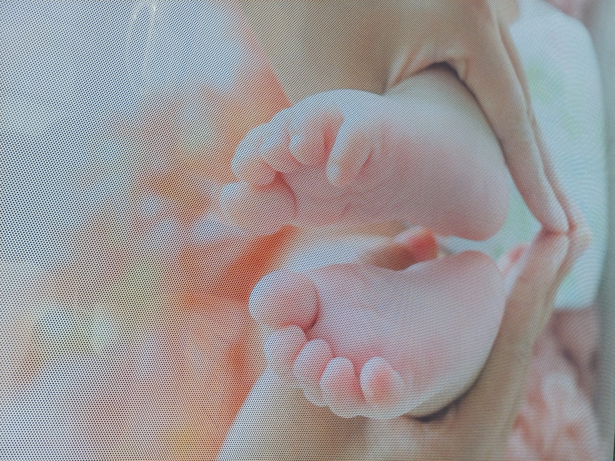 The image is a close-up, abstract view of a pair of newborn baby feet. The feet are pink and delicate, with small toes. They are being held by adult hands, forming a heart shape. The background is blurred and out of focus, with warm, pastel colors. The image is captured through a screen or a textured surface, which creates a dotted effect across the entire frame. There are no discernible elements of the city of George Town, Malaysia, within the frame.