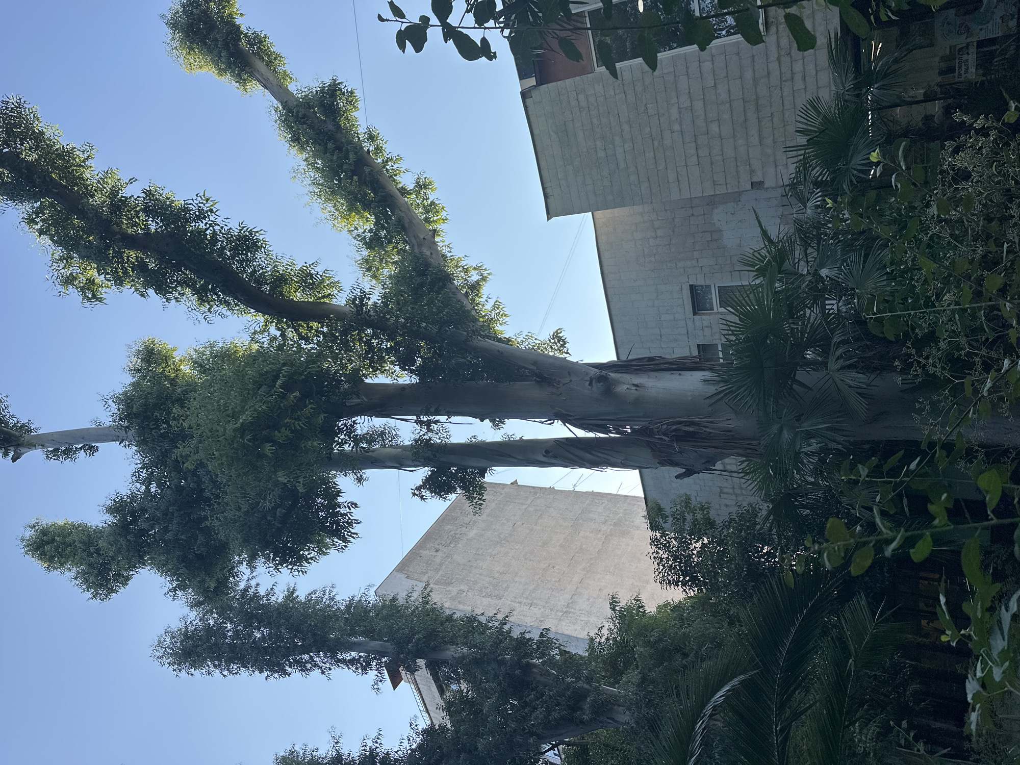 The image captures a view of a city environment, likely in Sochi, Russia, with a focus on vegetation and buildings. Dominating the foreground and midground are several tall, slender trees with large, smooth, light-colored trunks and expansive, leafy canopies. These trees have a distinct, almost sculpted appearance, with branches reaching upwards and outwards. The foliage is dense and green, with sunlight filtering through, creating highlights and shadows.
Behind the trees, two modern buildings are visible. The building on the left is tall and appears to be made of concrete or a similar material with a textured facade. It has a somewhat angular design. To the right, another building is partially visible, constructed with light-colored, rectangular tiles or blocks. This building also features windows.
In the lower part of the image, lush green foliage, including palm fronds and other leafy plants, creates a dense undergrowth, suggesting a park-like or garden setting within the urban landscape. The sky above is a clear, bright blue, indicating daytime. The overall impression is one of urban nature, where tall trees and greenery coexist with modern architecture. There are no people or animals visible in the scene. The presence of overhead wires in the background suggests the area is inhabited and functional.