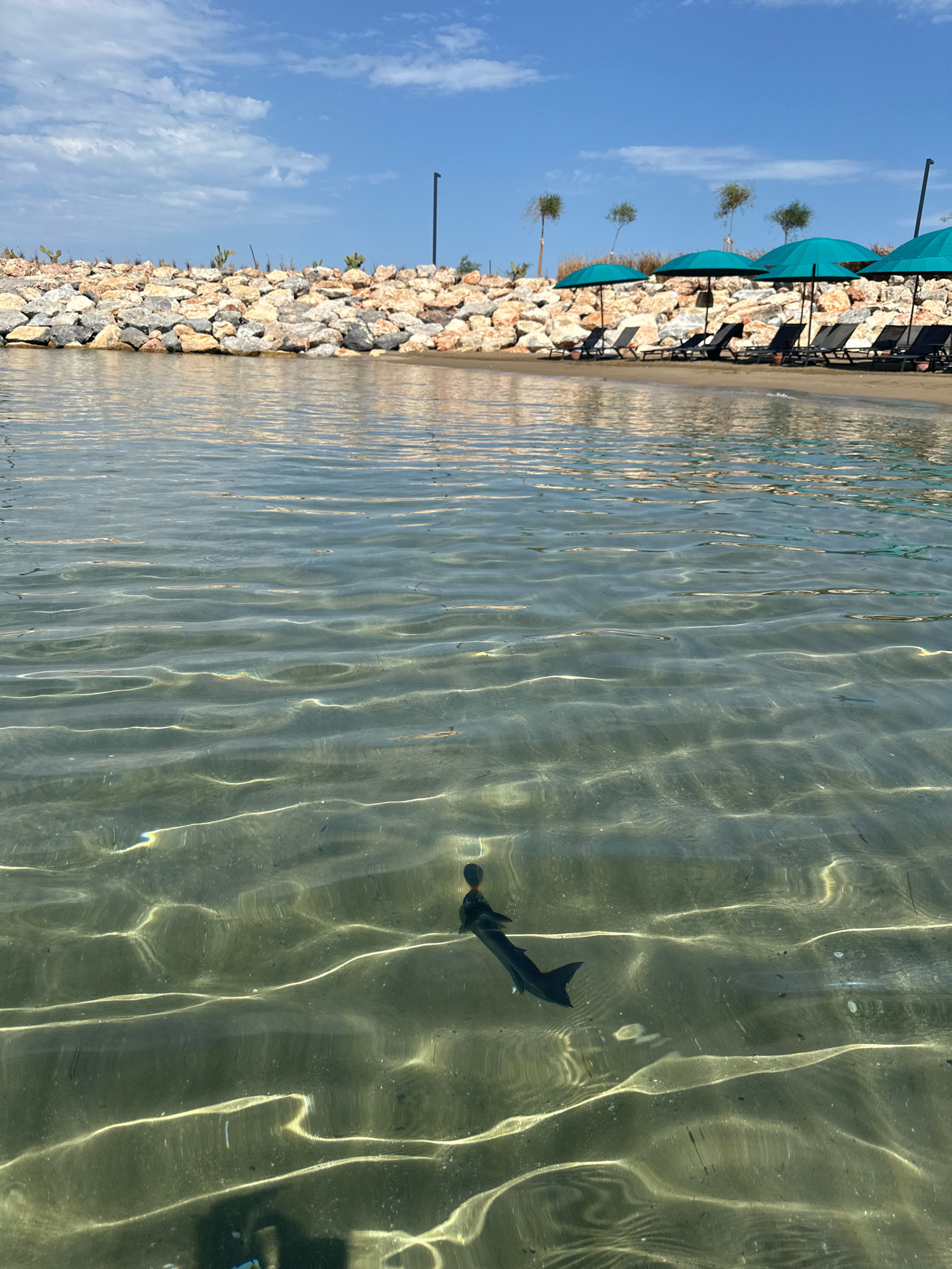 The image shows a clear, shallow body of water with sunlight rippling across the surface. In the foreground, a small, dark fish with a pointed tail is swimming. The water is transparent enough to see the sandy bottom. In the background, a beach is visible, lined with a rocky breakwater. Beyond the breakwater, there are several teal-colored beach umbrellas and lounge chairs set up on the sand. A few sparse trees are planted behind the umbrellas. The sky above is blue with scattered white clouds. The scene depicts a tranquil beachside setting in Agios Epiktitos, Northern Cyprus.