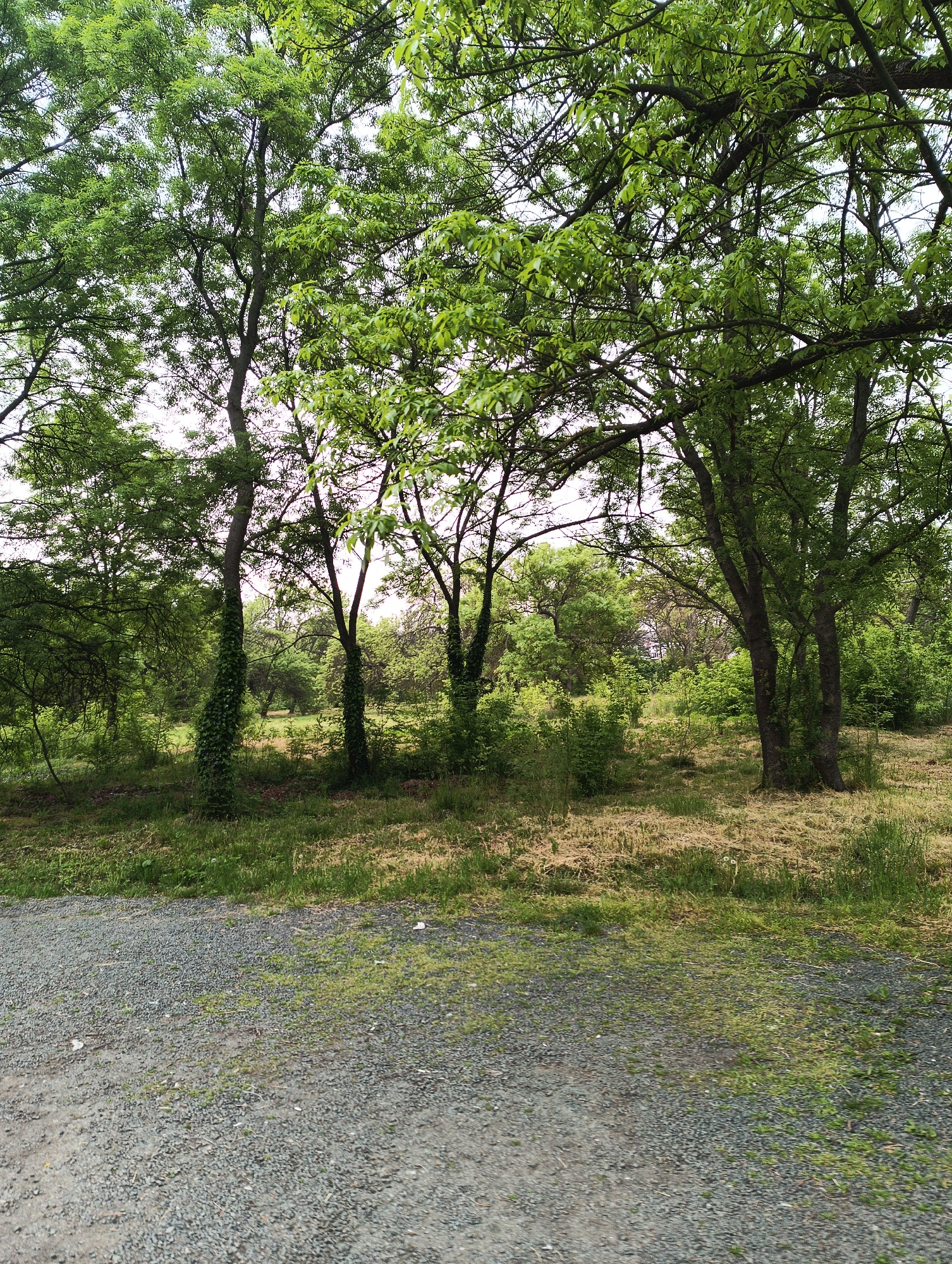 The image depicts a wooded area located in the city of Karnobat, Bulgaria. The foreground consists of a gravel path, which transitions into a grassy area leading to a grove of trees. The trees are mature, with green foliage, and some have vines growing up their trunks. The background shows more trees and shrubbery, creating a dense woodland scene. The lighting suggests it is daytime. No people or animals are visible.